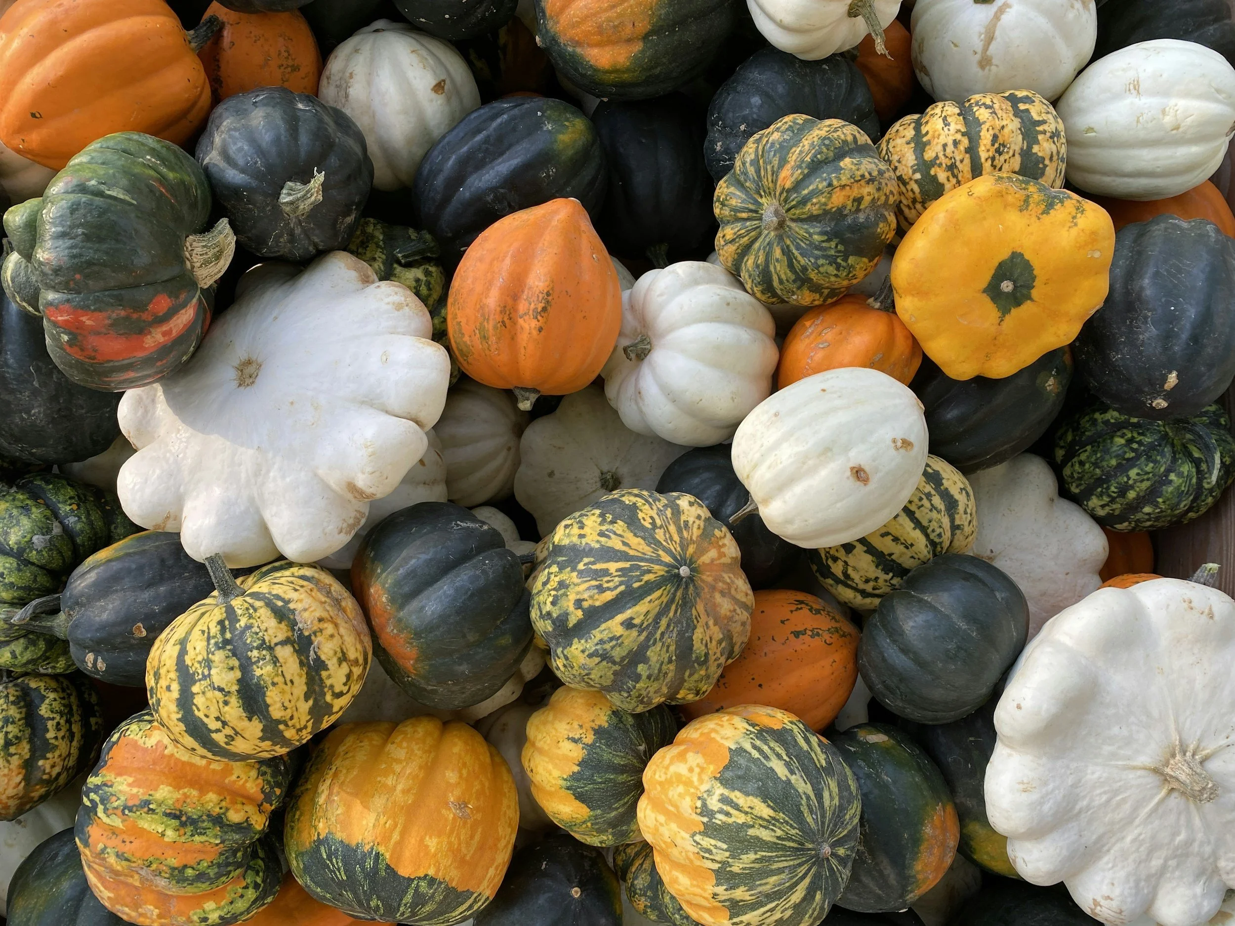 Pumpkins Arrive!
