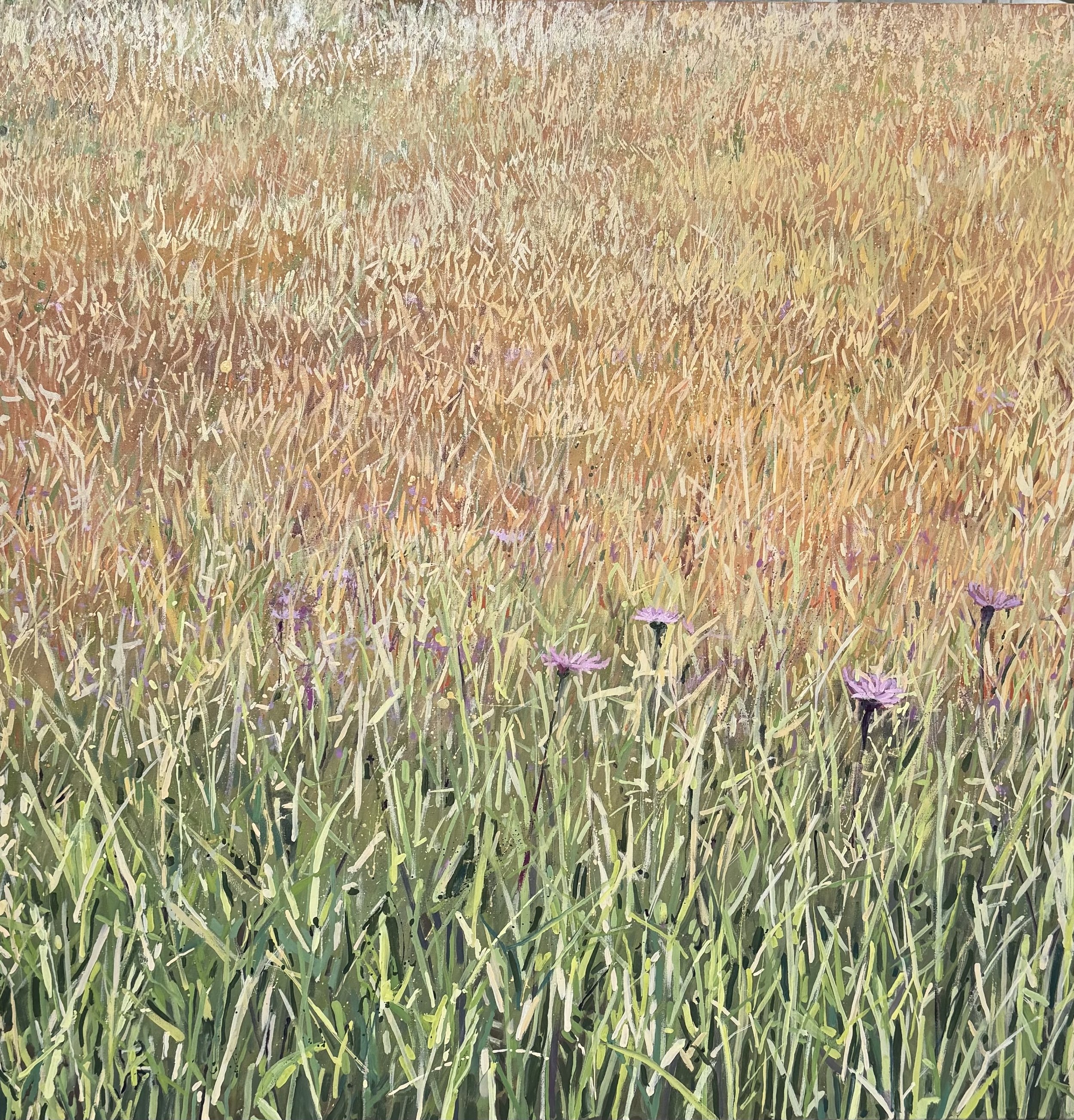 Meadow in June, oil on canvas, 36in x 36in SOLD