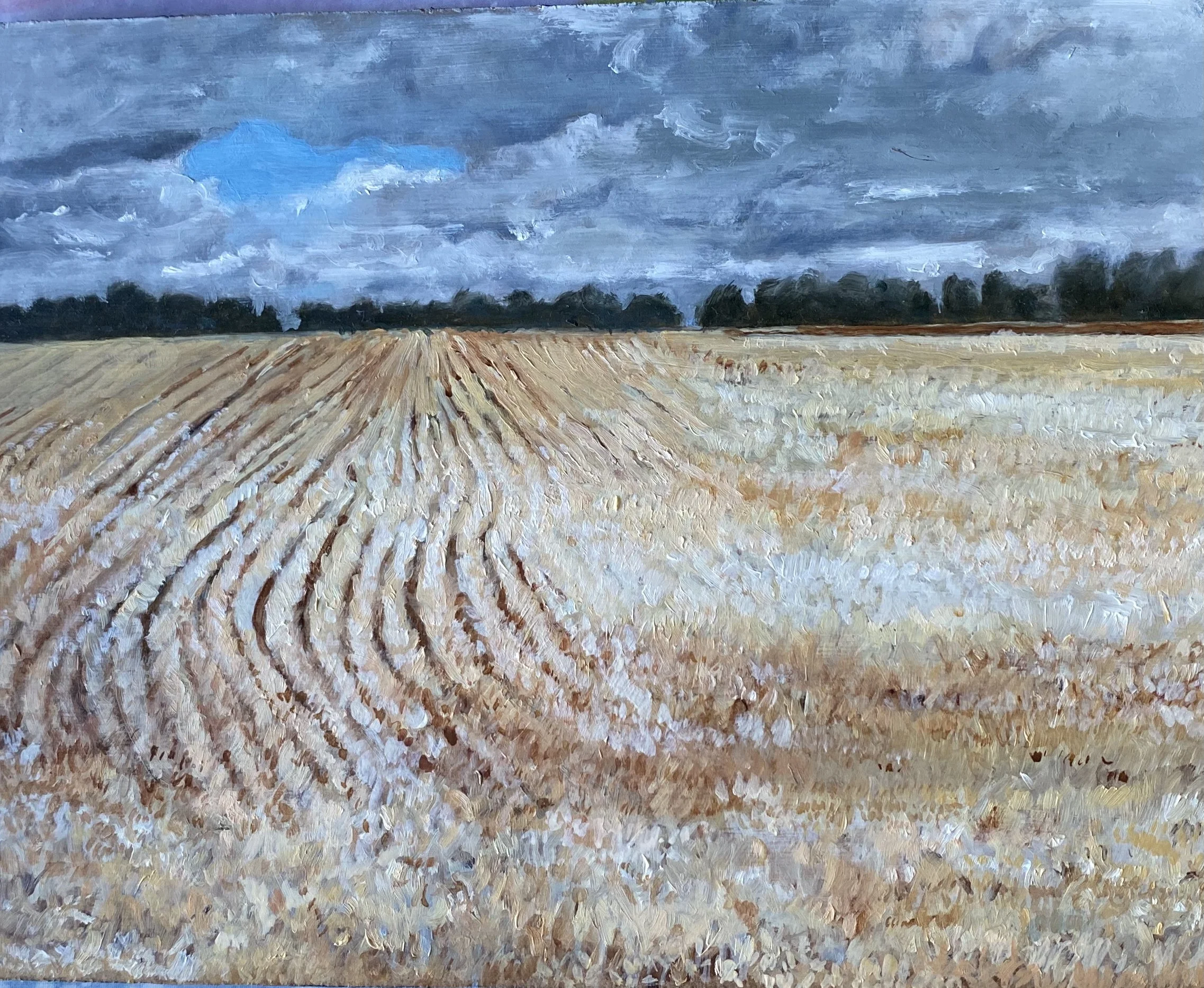 Corn Field in September.jpeg