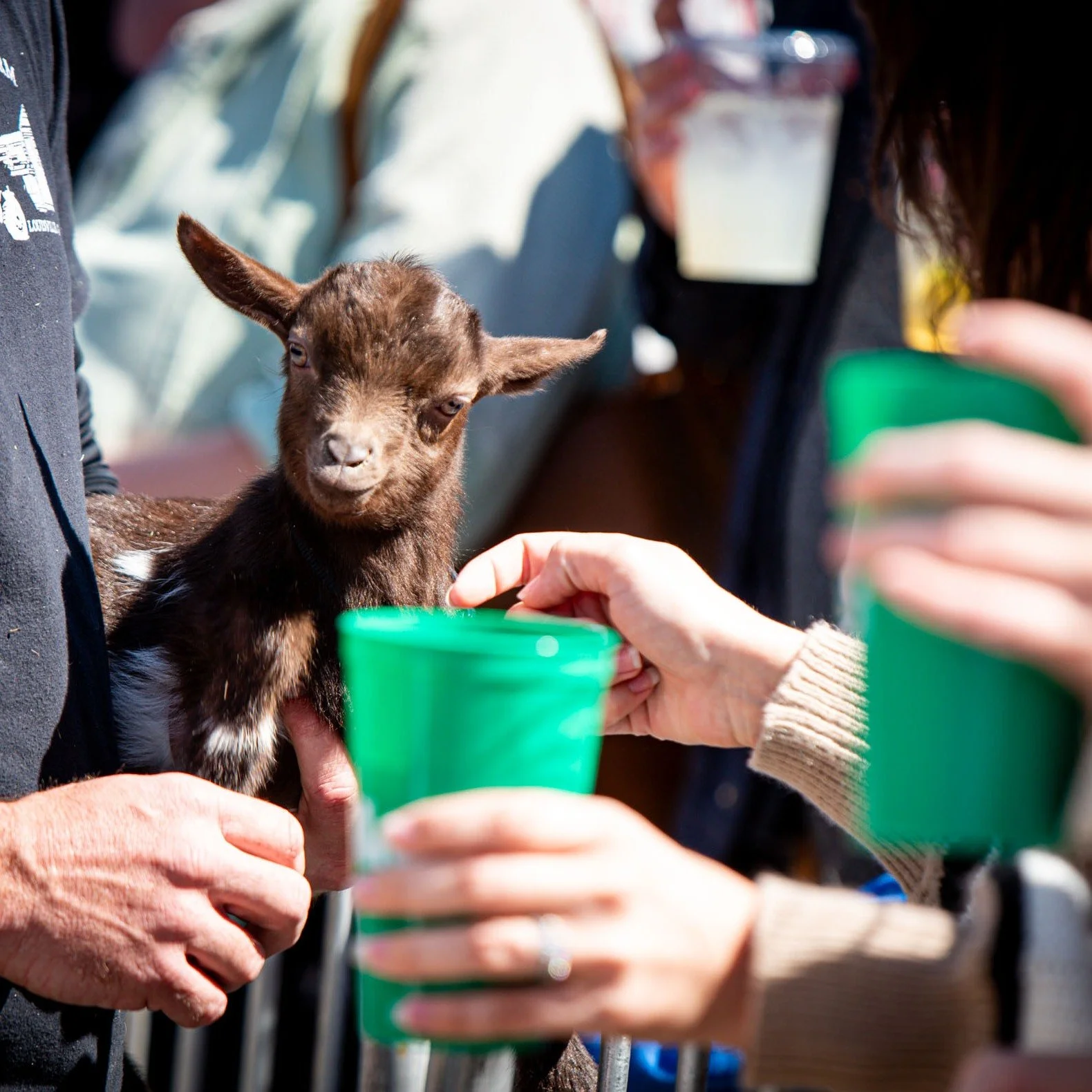 🐐 Sponsor. Your. Own. Racing. Goat.

Yes, really. Sponsor a goat in the NuLu Bock Fest races, and YOU get to choose its name (keep it cute and family-friendly, folks 😉). The sponsorship fee benefits Sunny Acres Farms, The Louisville Aggies 4H Club,