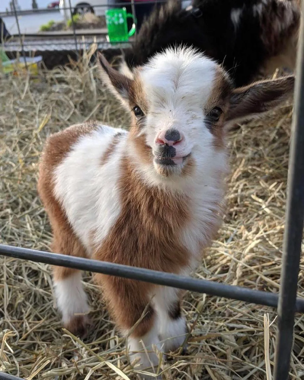 Green fits encouraged. Goat energy guaranteed. 🍀🐐

Join us this Saturday, March 14 from 12&ndash;2 PM for the St. Patrick&rsquo;s Day Parade with @downtownlou.

The parade kicks off at Broadway &amp; Baxter and heads up Bardstown Road so gather the
