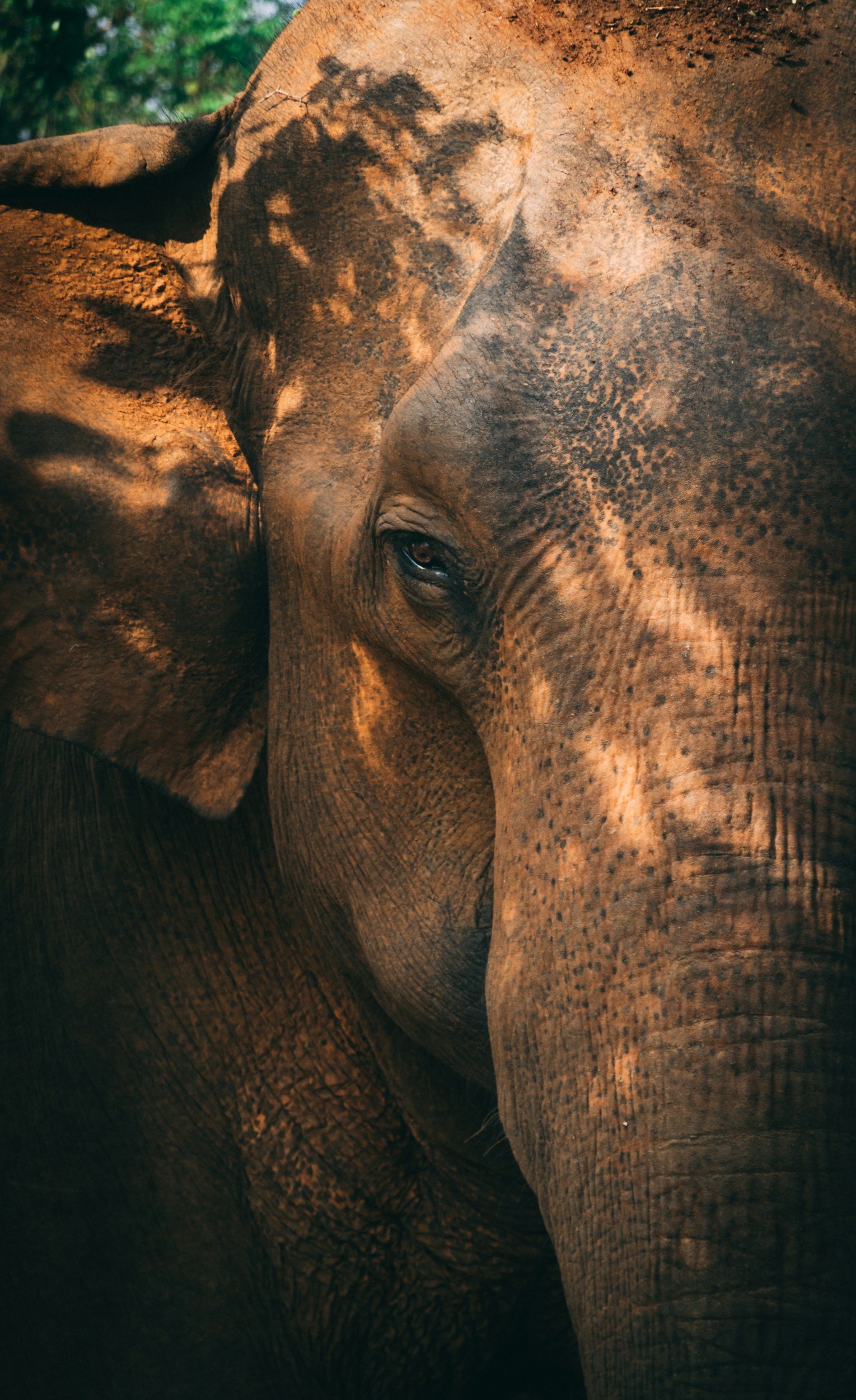 The Impact of Captivity on the Elephant Brain