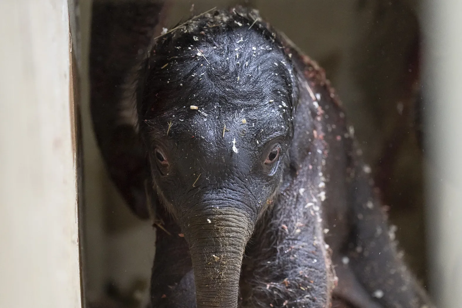 The Hidden Mortality Crisis in US Zoo Elephant Breeding Programs