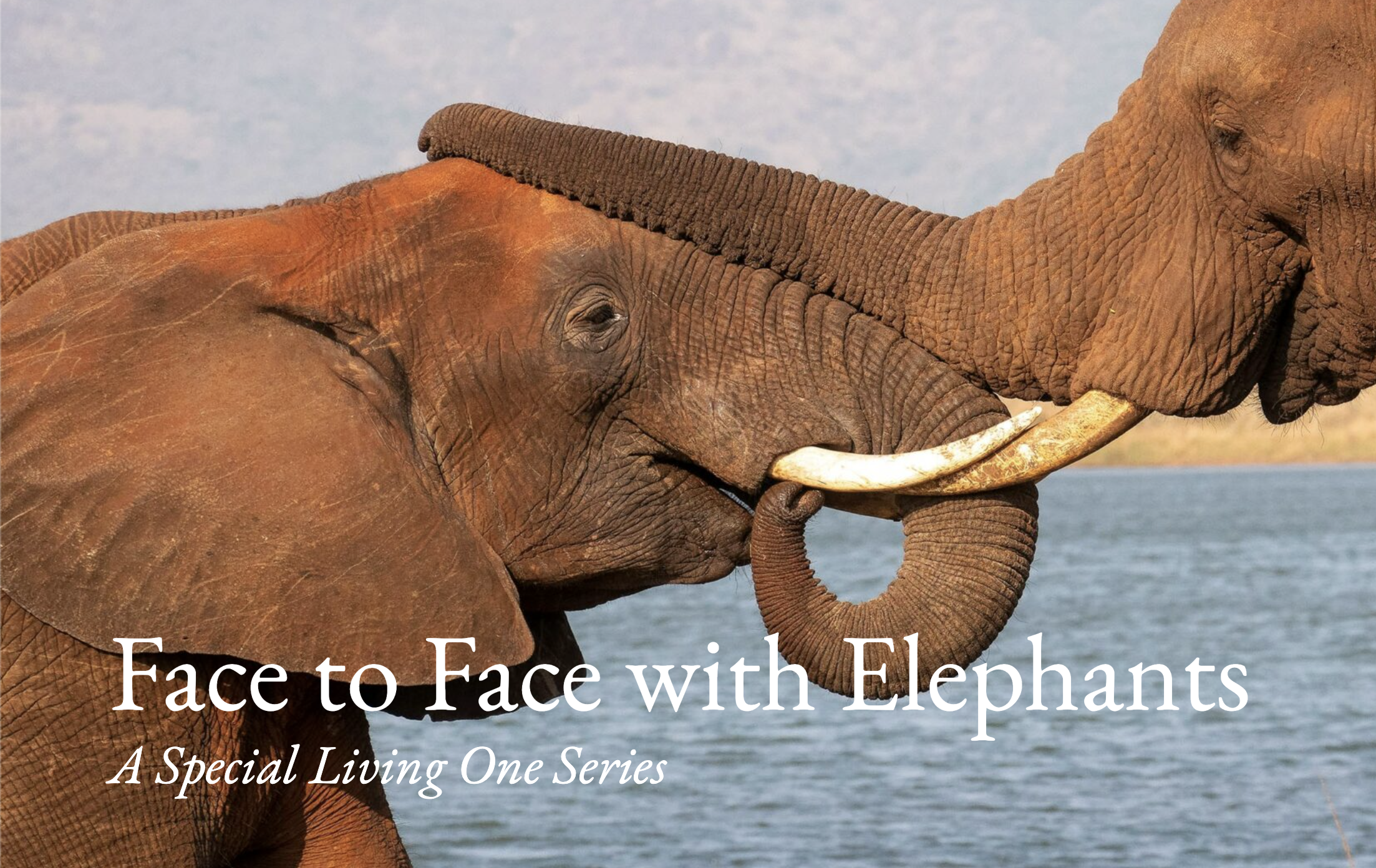 Kerulos Living One: Face to Face With Elephants Interview