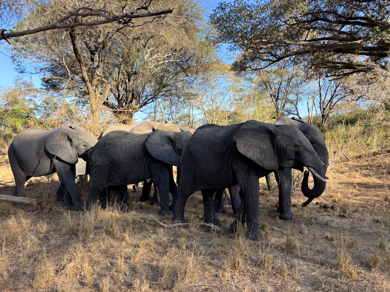 Listening to Elephants with AI: Hearing Without Controlling