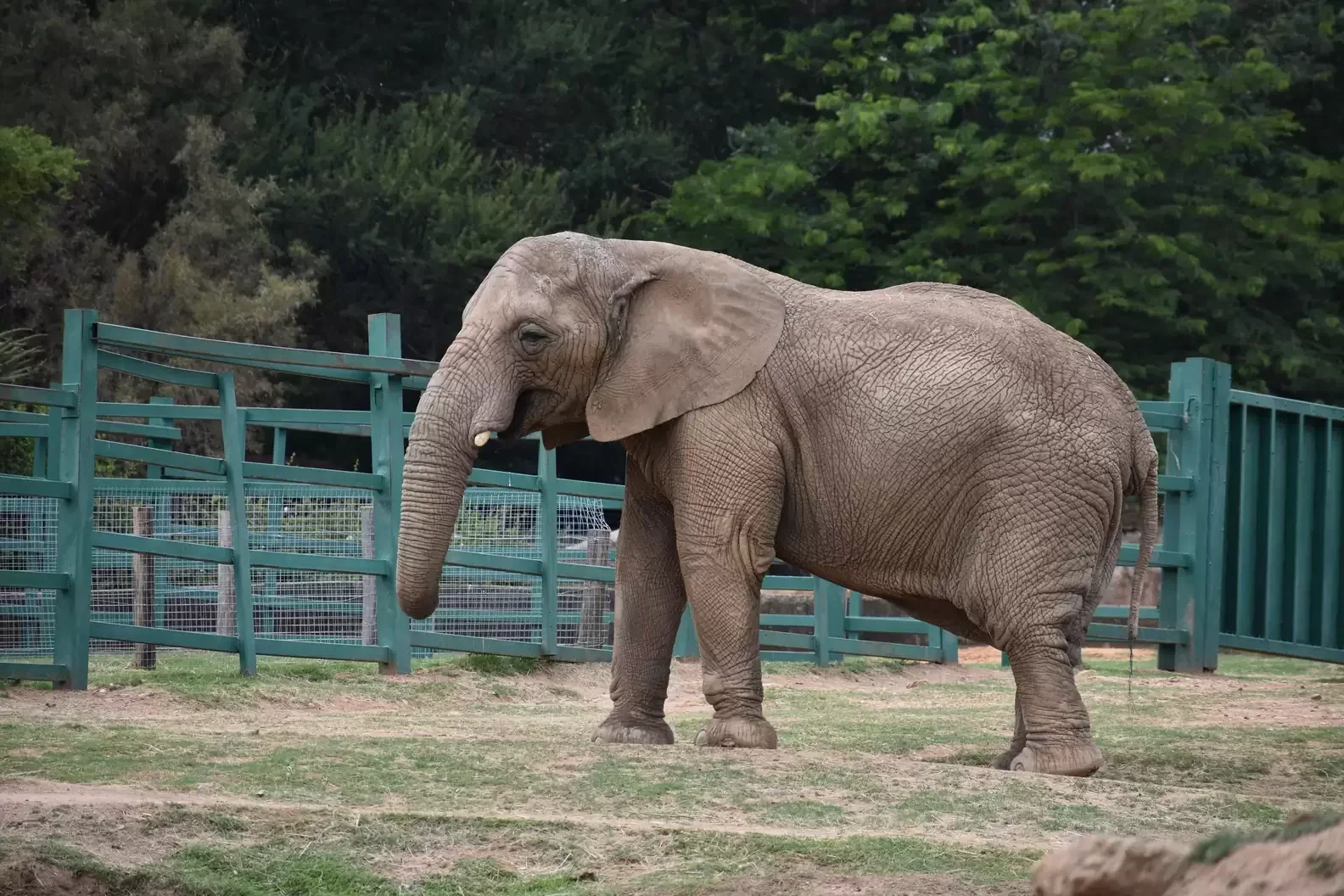 Landmark Court Case Challenges Elephant Captivity at Johannesburg Zoo