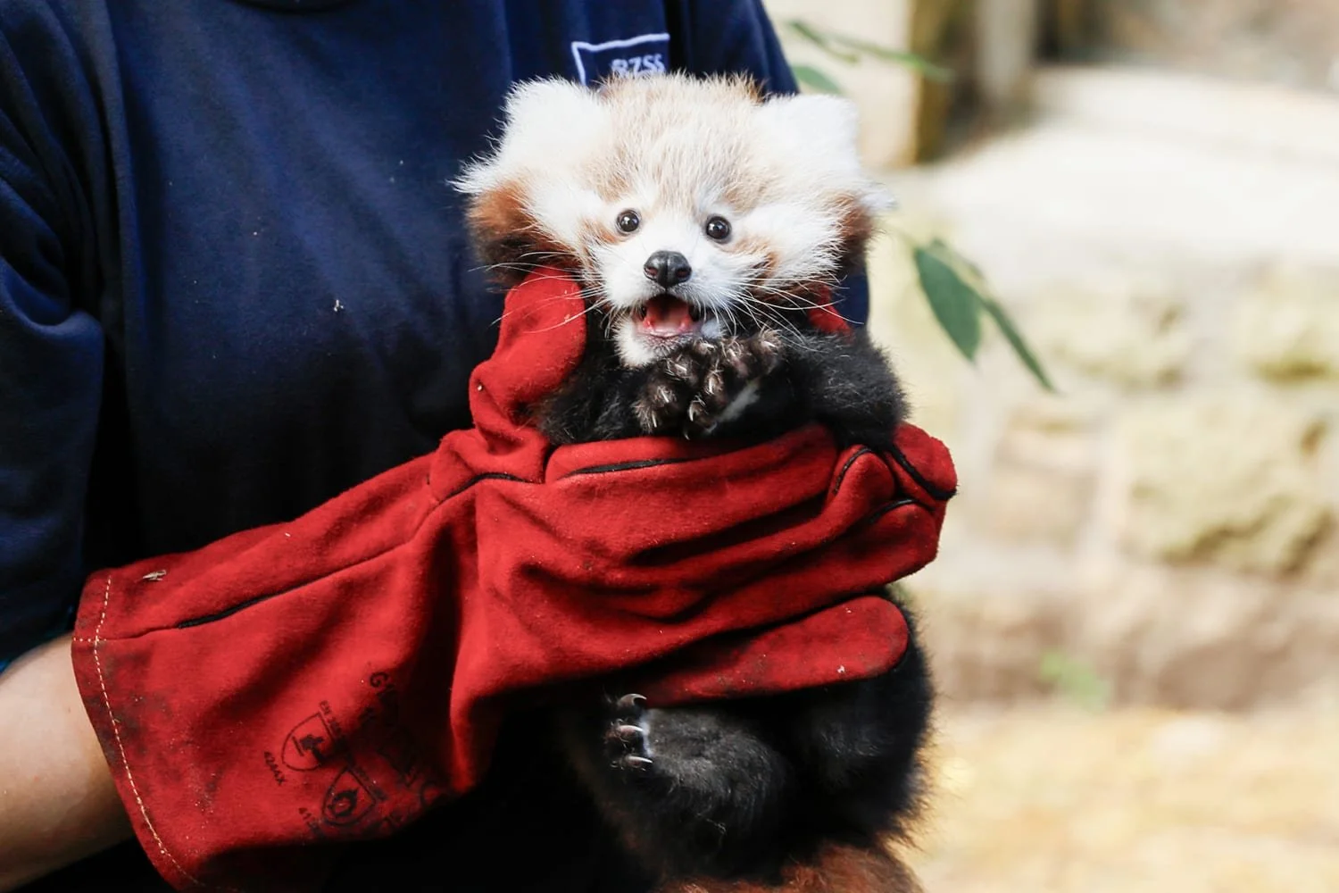What Fireworks Do to Captive Animals