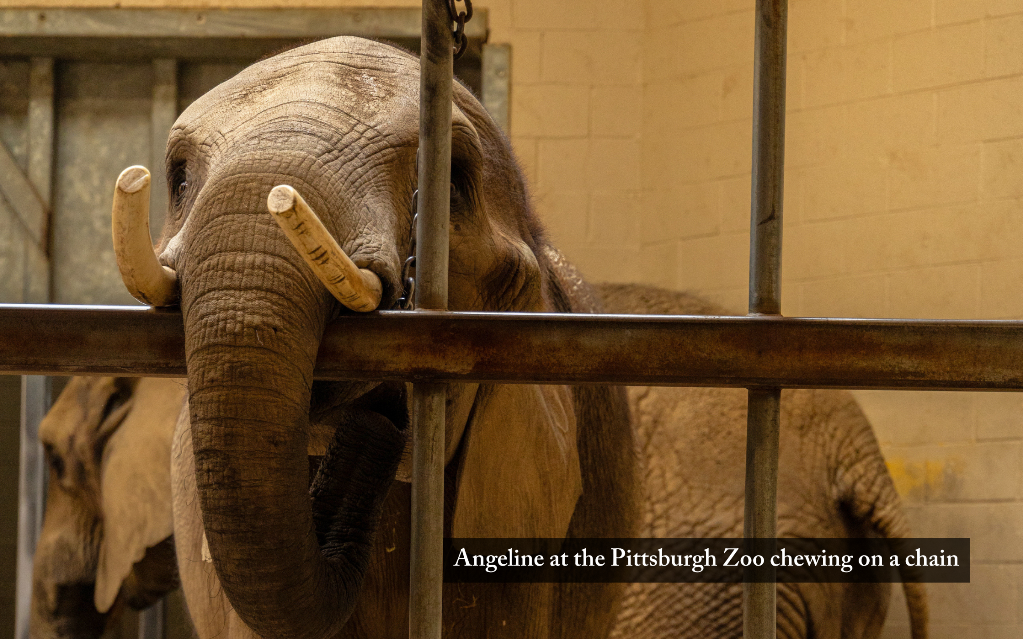 Neurocaptivity: The Harmful Neural Consequences of Captivity for Elephants