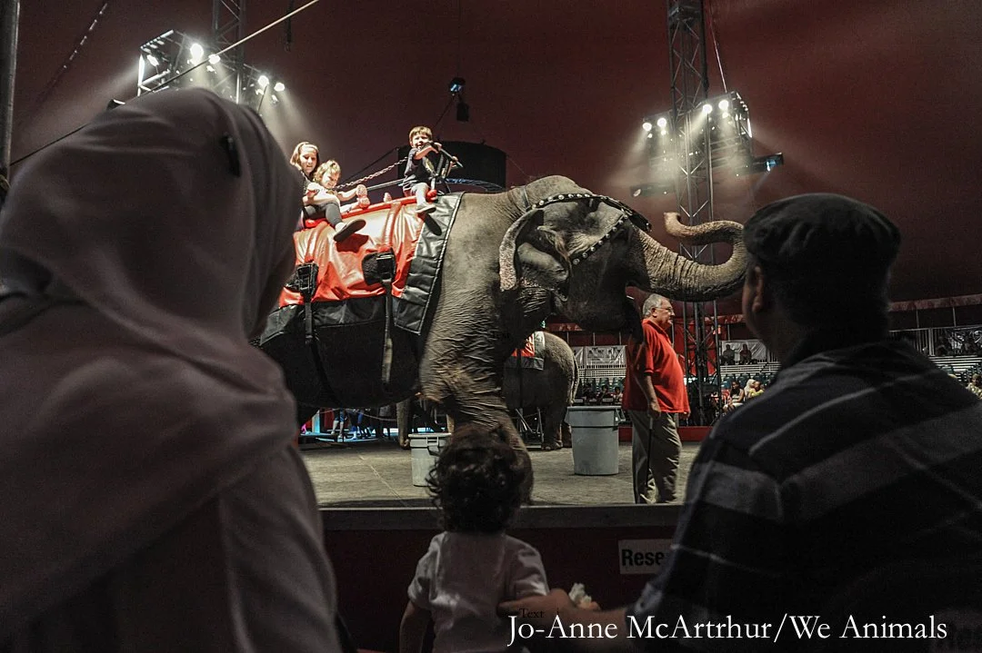 Circus scene with an elephant and children riding on its back under a large tent, with audience members seated in front.