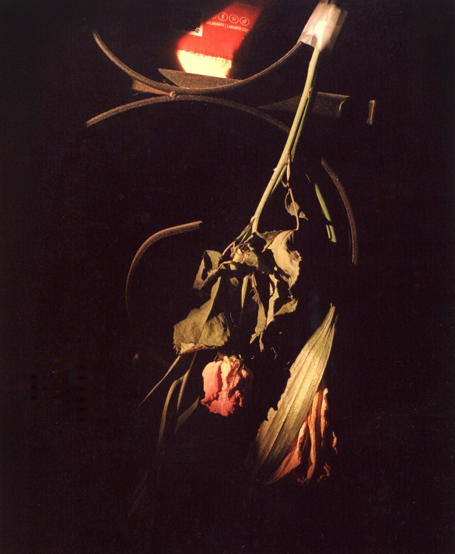 lg_73_6d5339.jpg