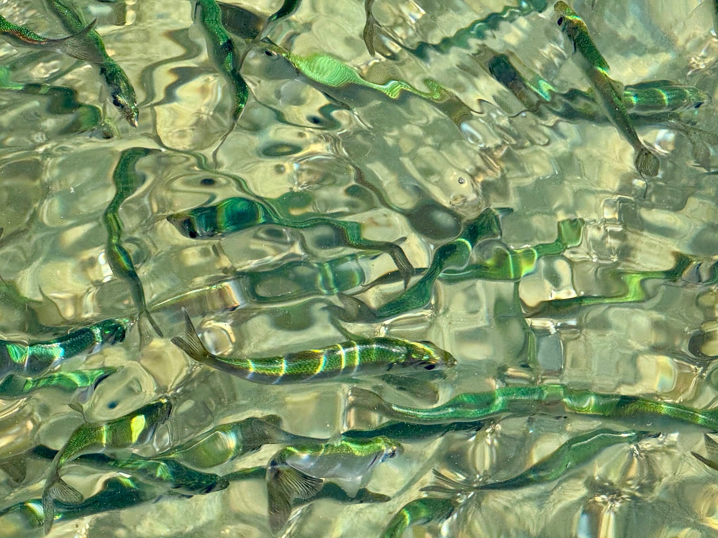 lg_189_0f830b.jpg
