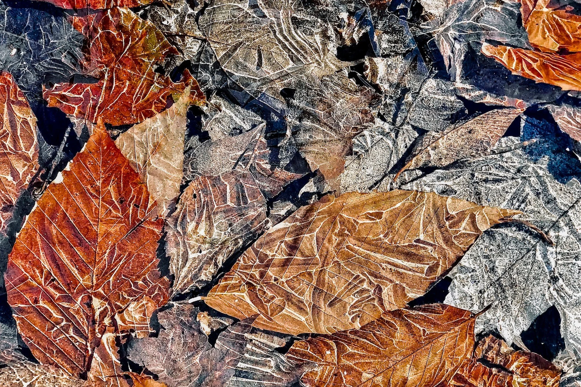 Motif with Leaves, After M.C. Escher by Pleun Bouricius