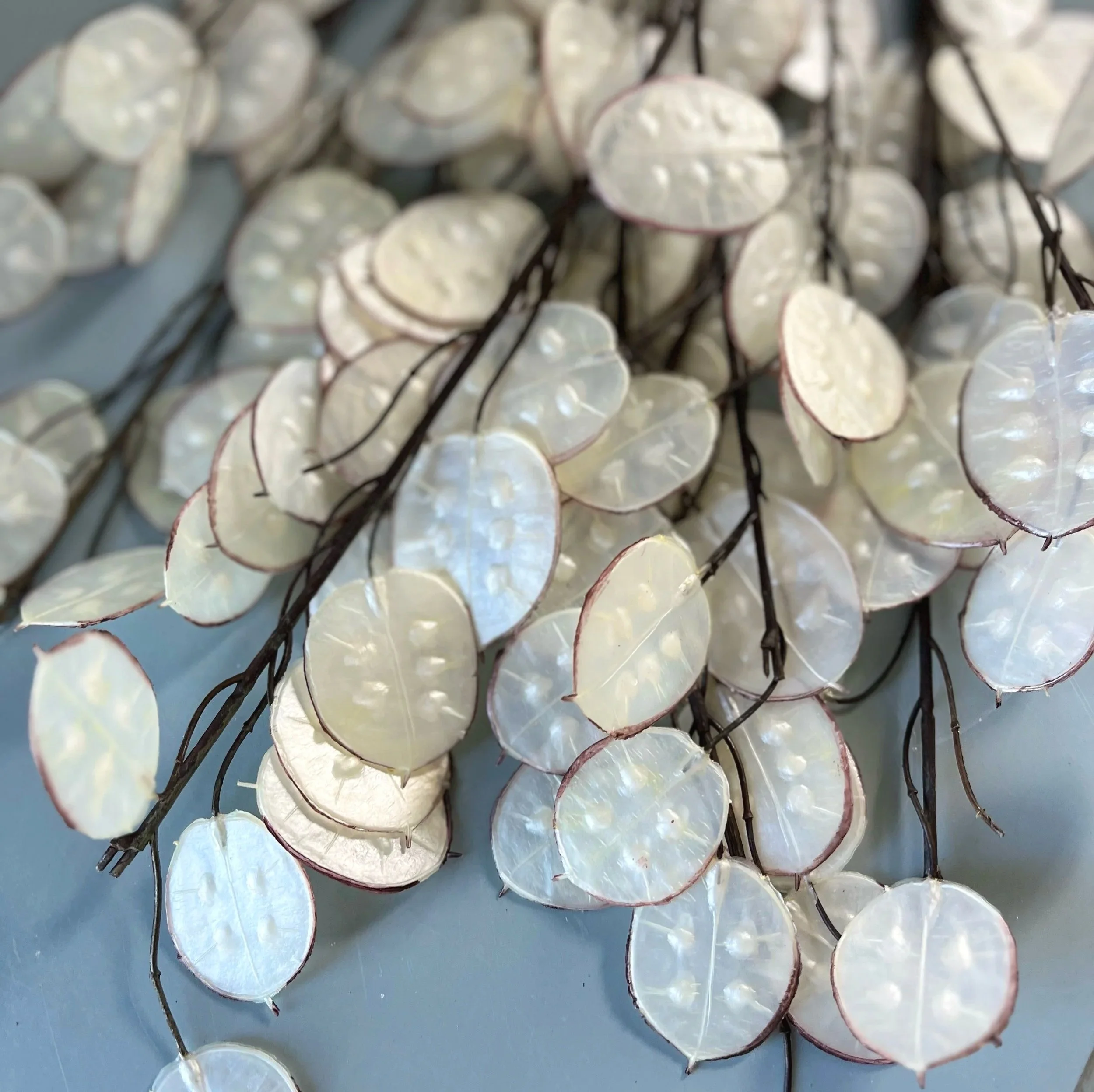 Lunaria Spray (Honesty Spray)
