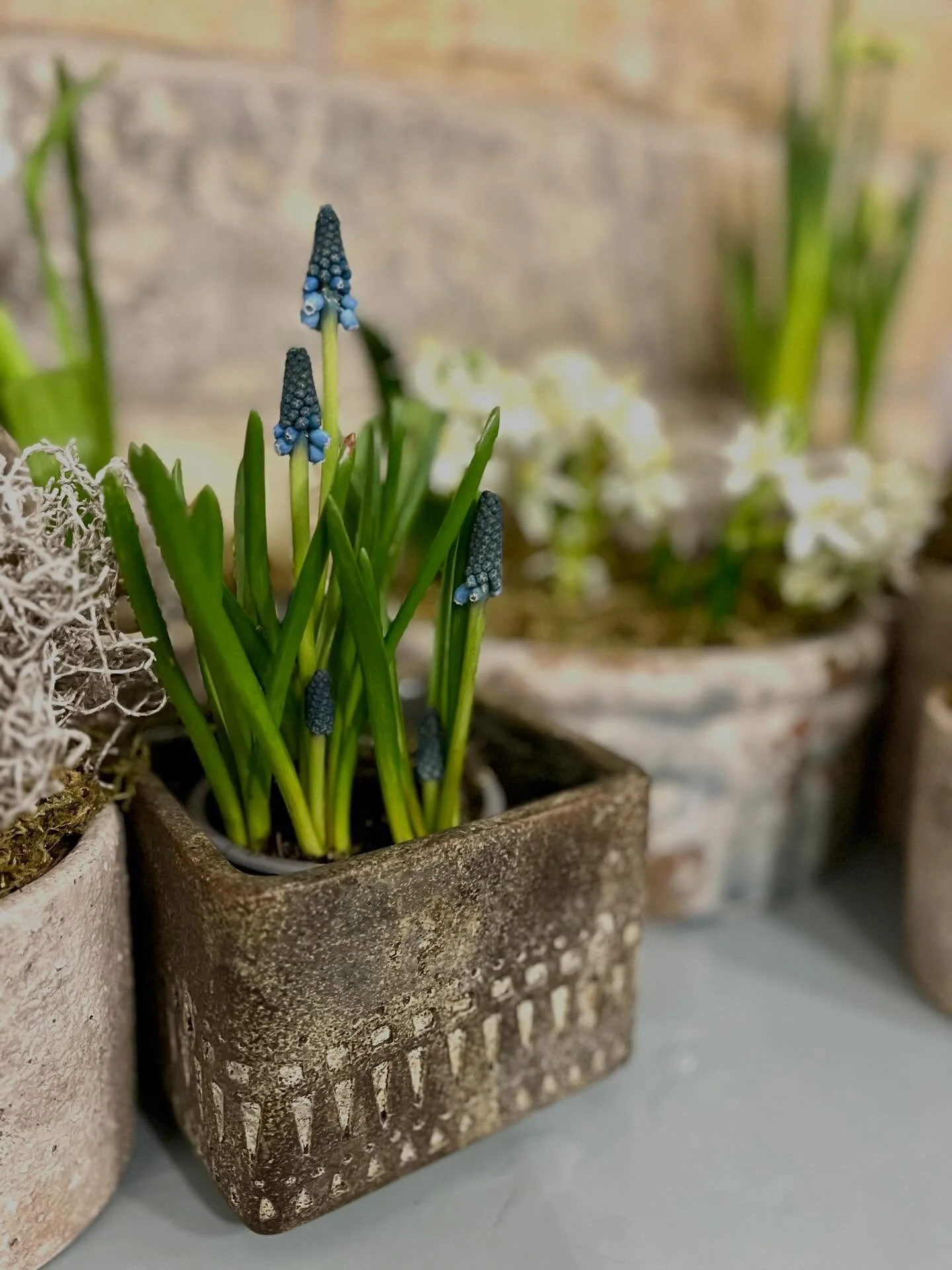 Bringing a little brightness to the middle of the week!! It&rsquo;s a bit gloomy and wet out there today 🌧️ Gorgeous blue mascari in the Nahua square pot 

#shoplocal #planter #springstyle #homedecor