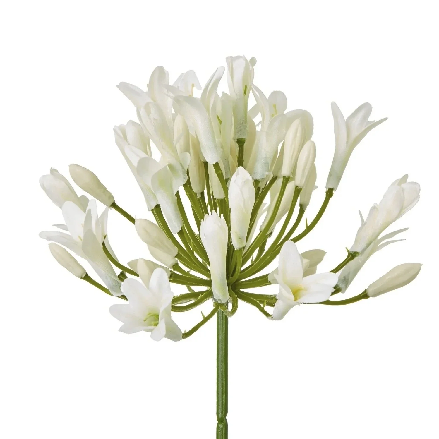 White Agapanthus Spray Stem
