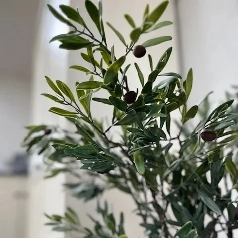 Olive Branch
