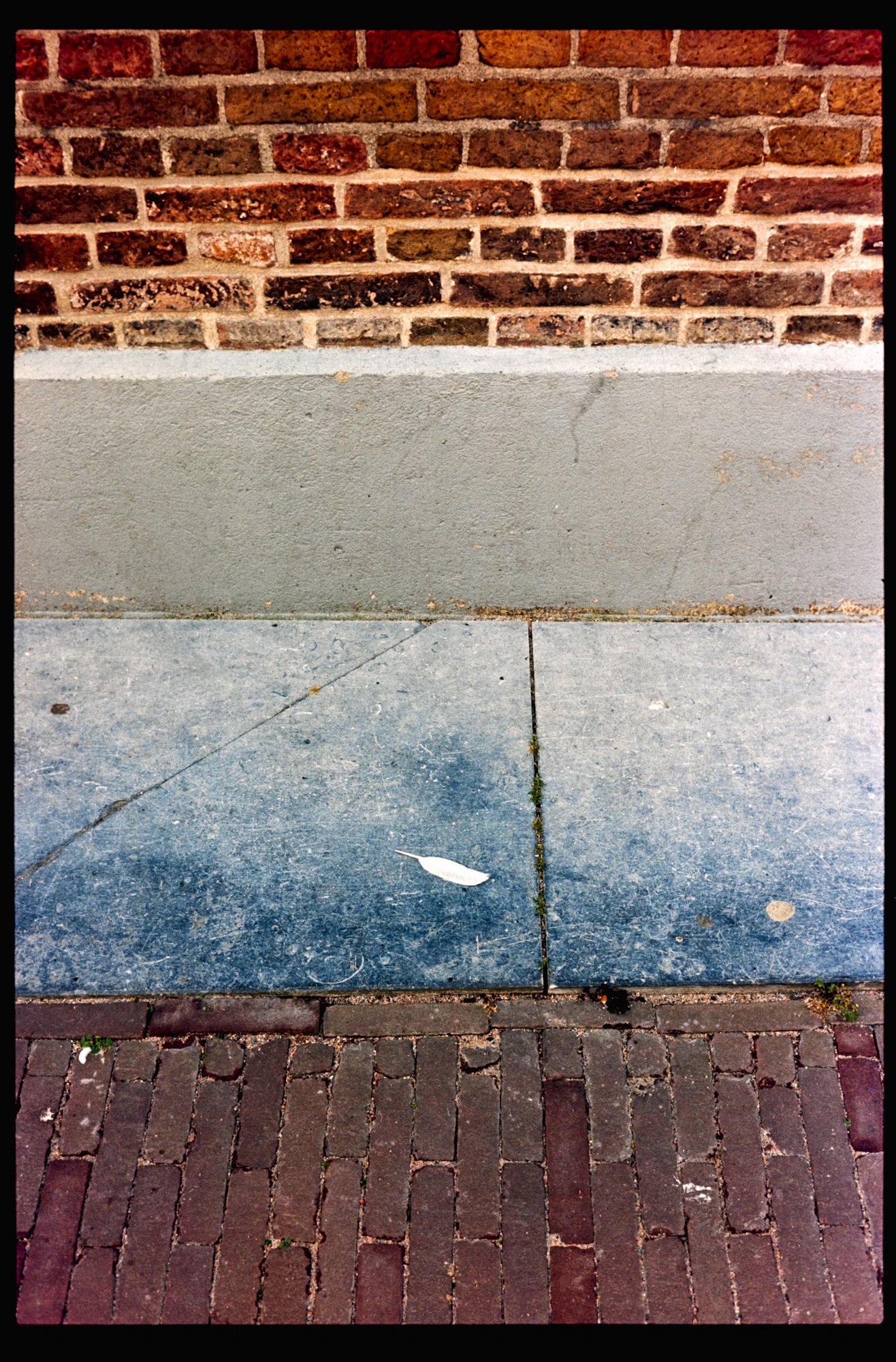 A feather on the sidewalk.