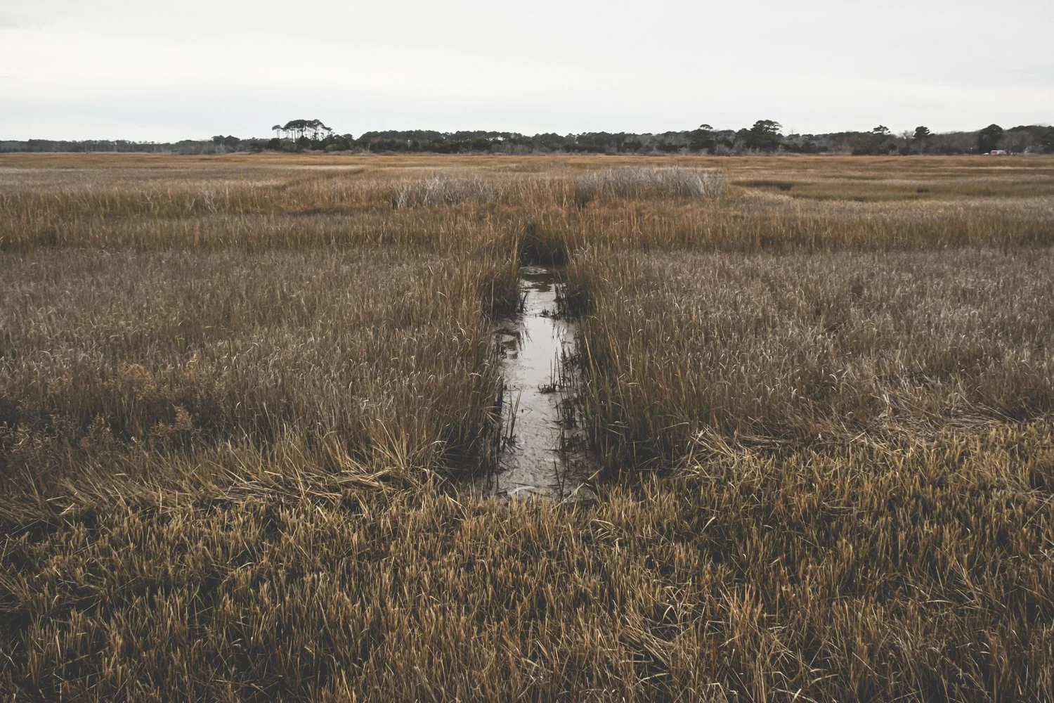 EasternShore2024-06.jpg