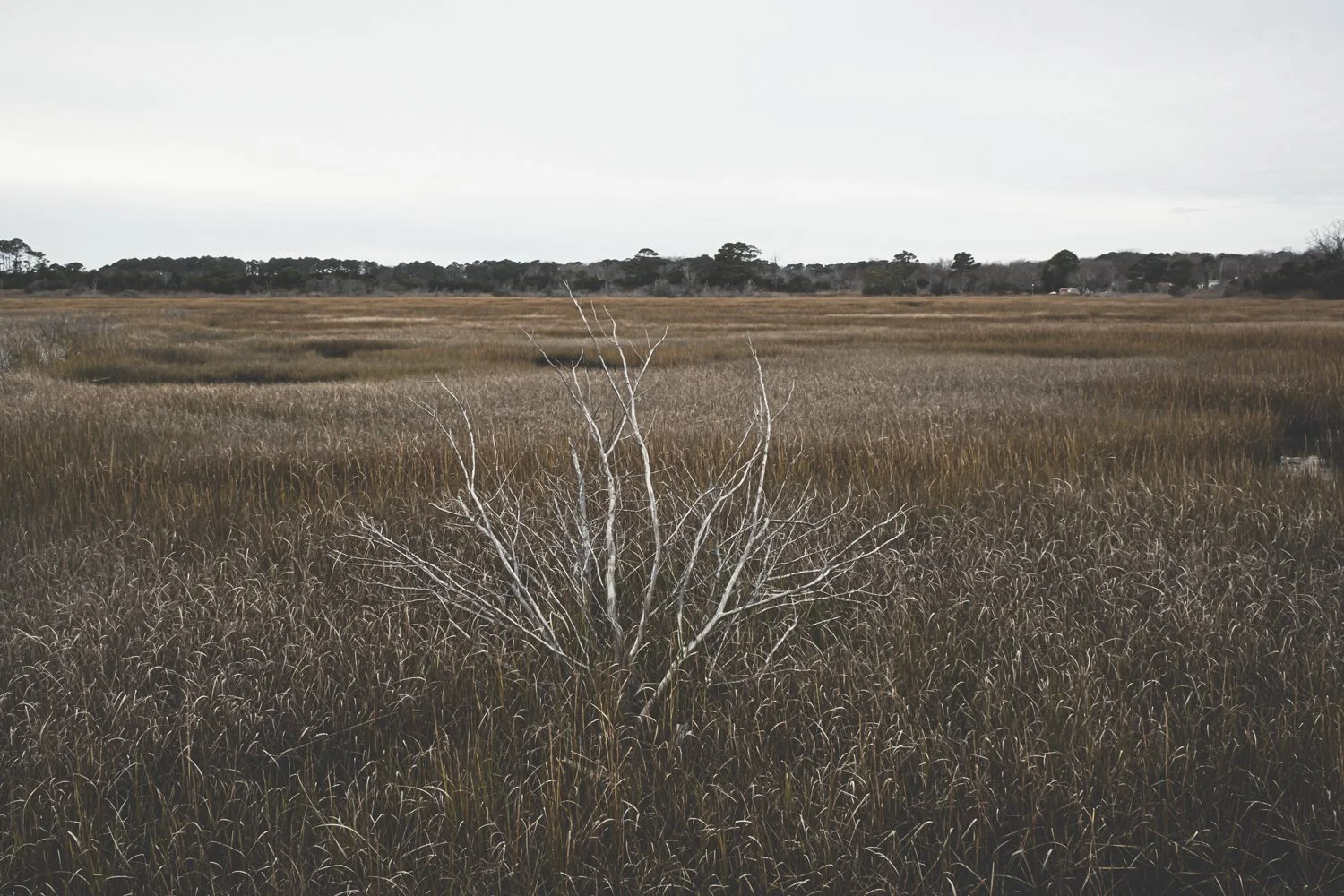 EasternShore2024-07.jpg