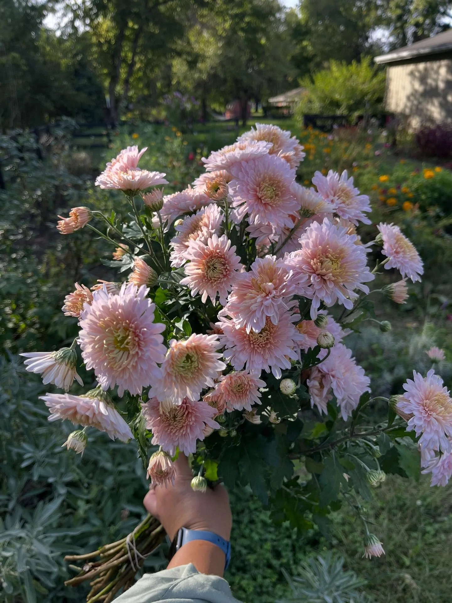 Coming back to the garden after 3 weeks out of country, motivation was LOW; travel fatigue, jet lag, and fall sniffles were high. The garden looks a mess, the to-do list a mile long. 

But these heirloom chrysanthemums 😍. From @clarajoyceflowers. Wh