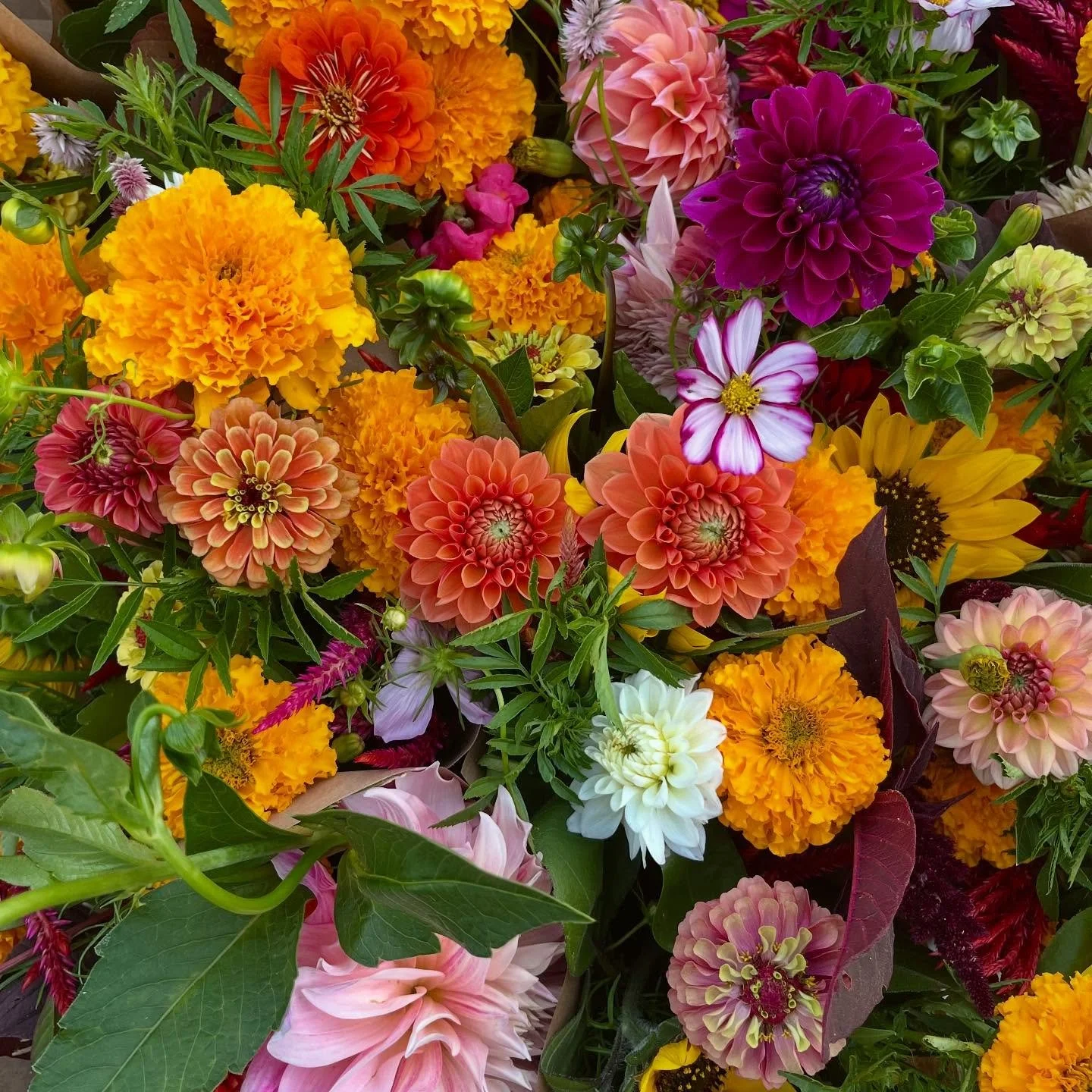 My last weekend of the season selling flowers at the stand. Any sort of farming and business is full of ups and downs and sooo much work, but looking back and taking in the successes and highlights of the season, I have a lot to be grateful for! This