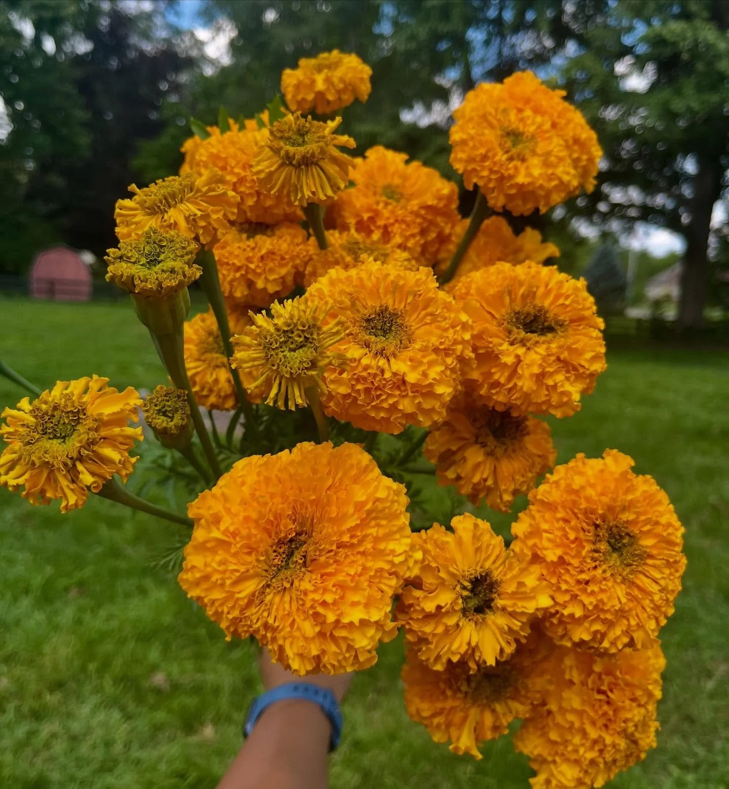 August in the garden : 
1. Marigolds &mdash; I&rsquo;m a fan! So fragrant, big fluffy blooms that give straight #D&iacute;adeLosMuertos and #Diwali vibes. I see a marigold garland in my future. 
2. Beloved Potomac snapdragons still putting out despit