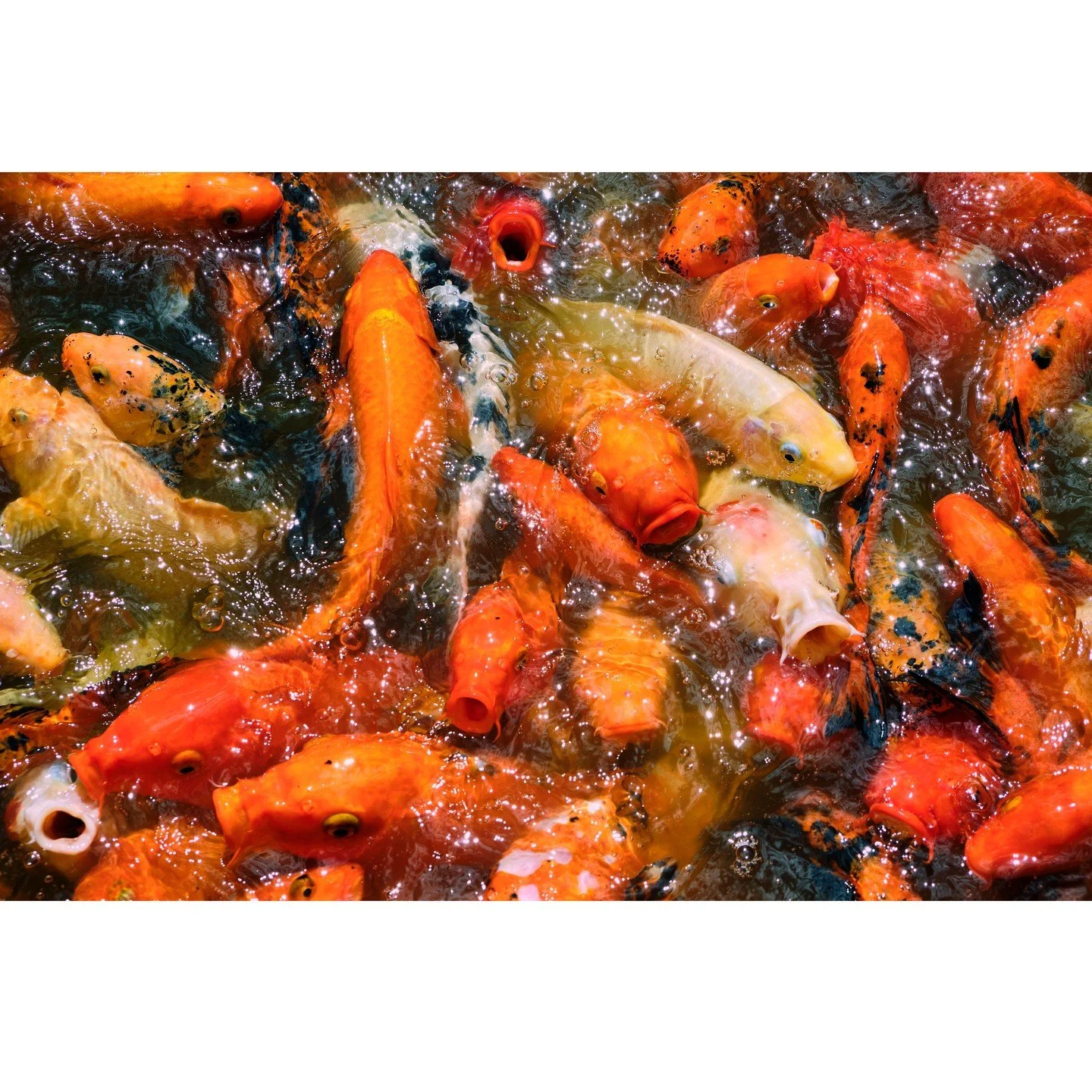 Fr&eacute;n&eacute;sie aquatique, Guadeloupe, janvier 2020