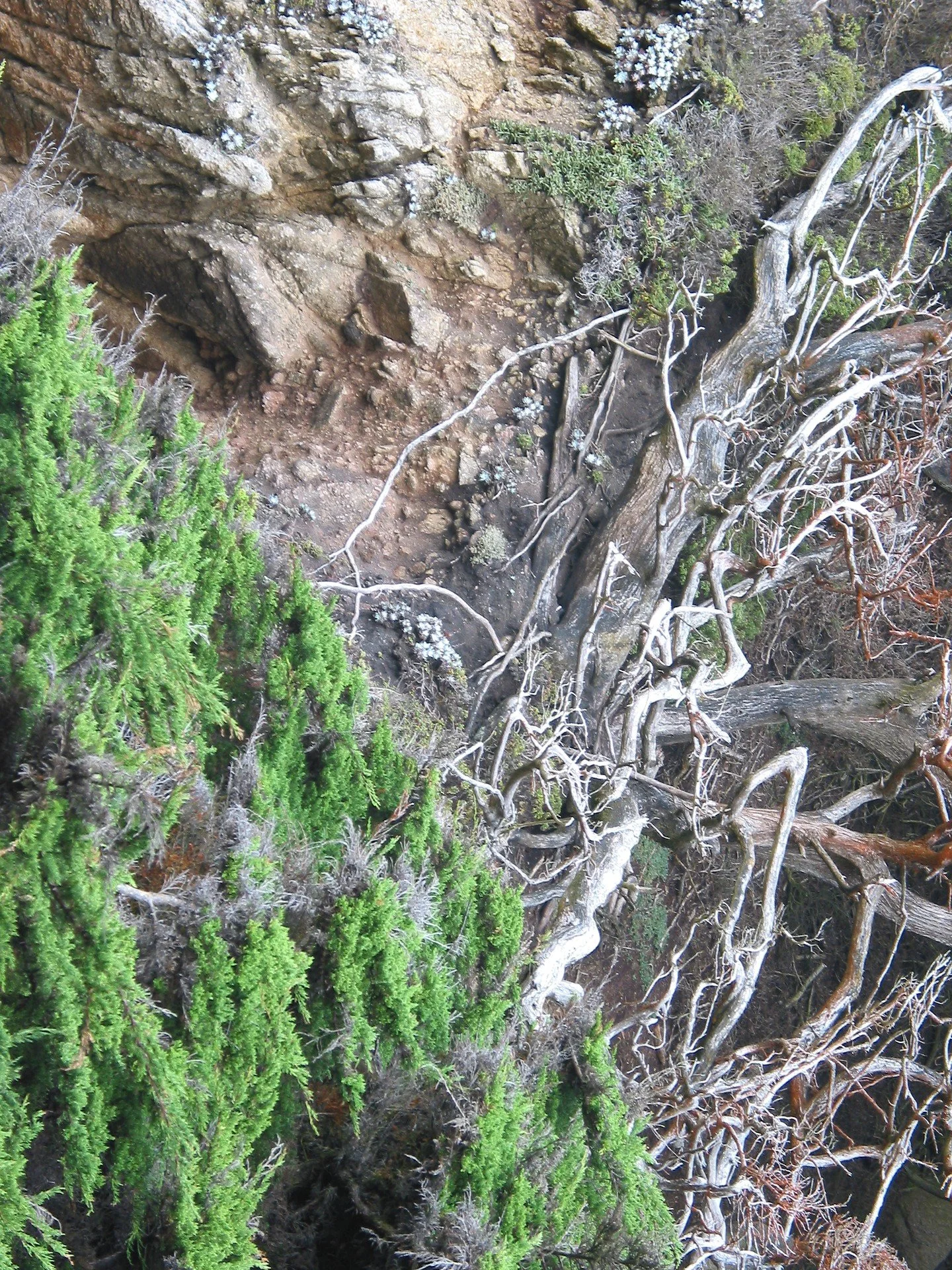 Point Lobos, Californie, 2003