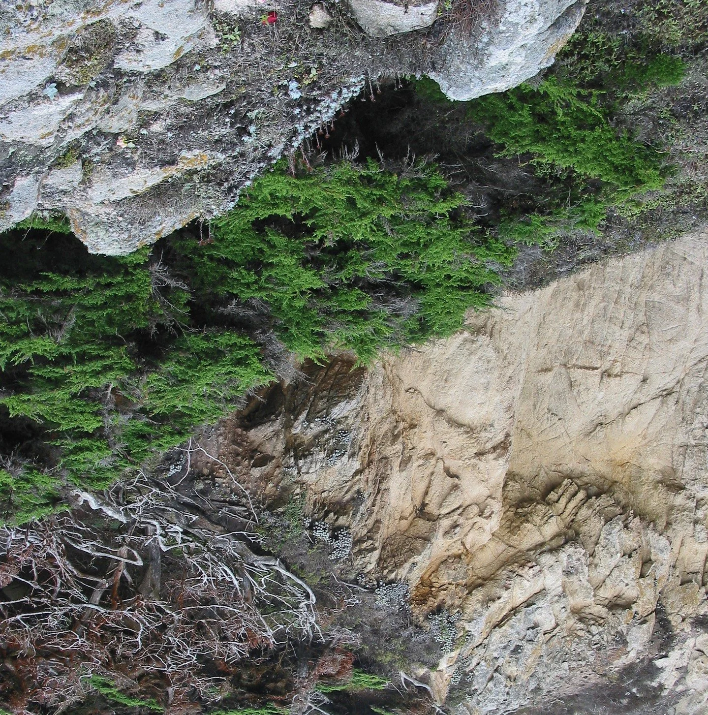 Point Lobos, Californie, 2003