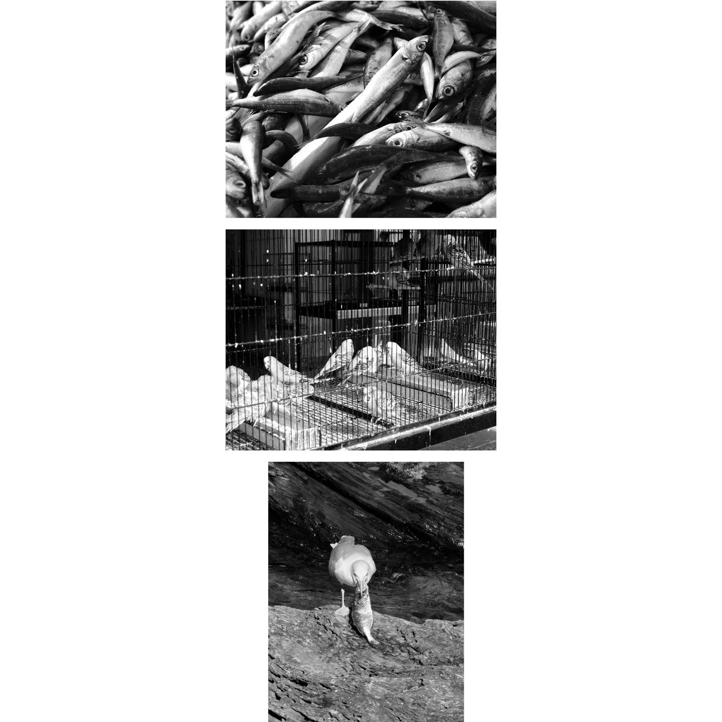 March&eacute; d'Ath&egrave;nes et rivages de Cadaqu&egrave;s.