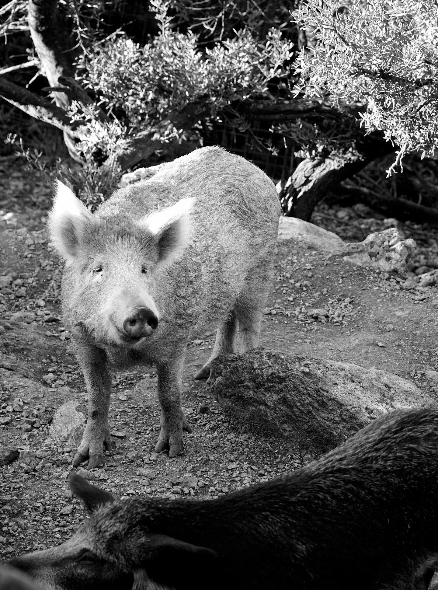 Cochon grec, Kefalonia, octobre 2025