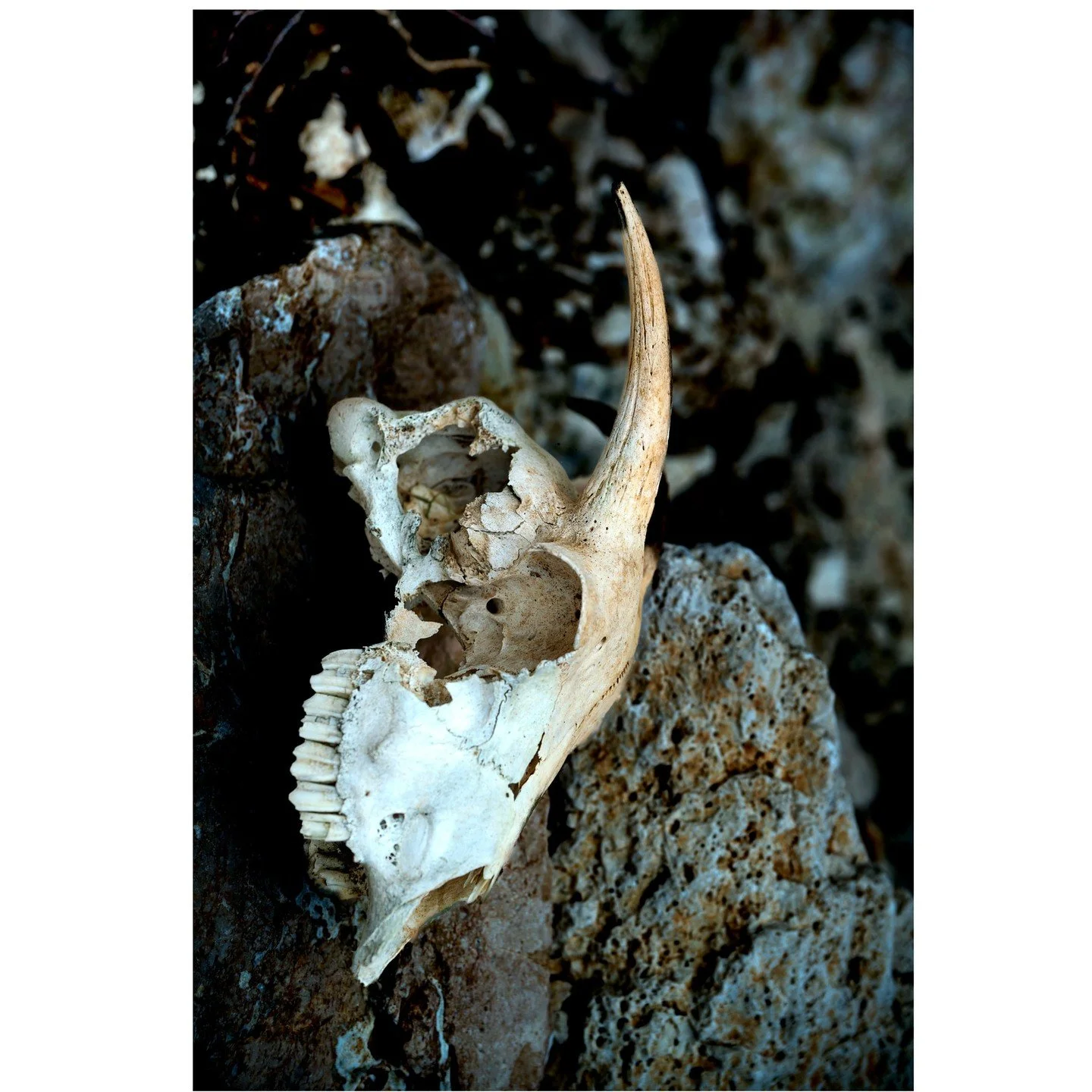 Vestige &agrave; Kefalonia, 2025