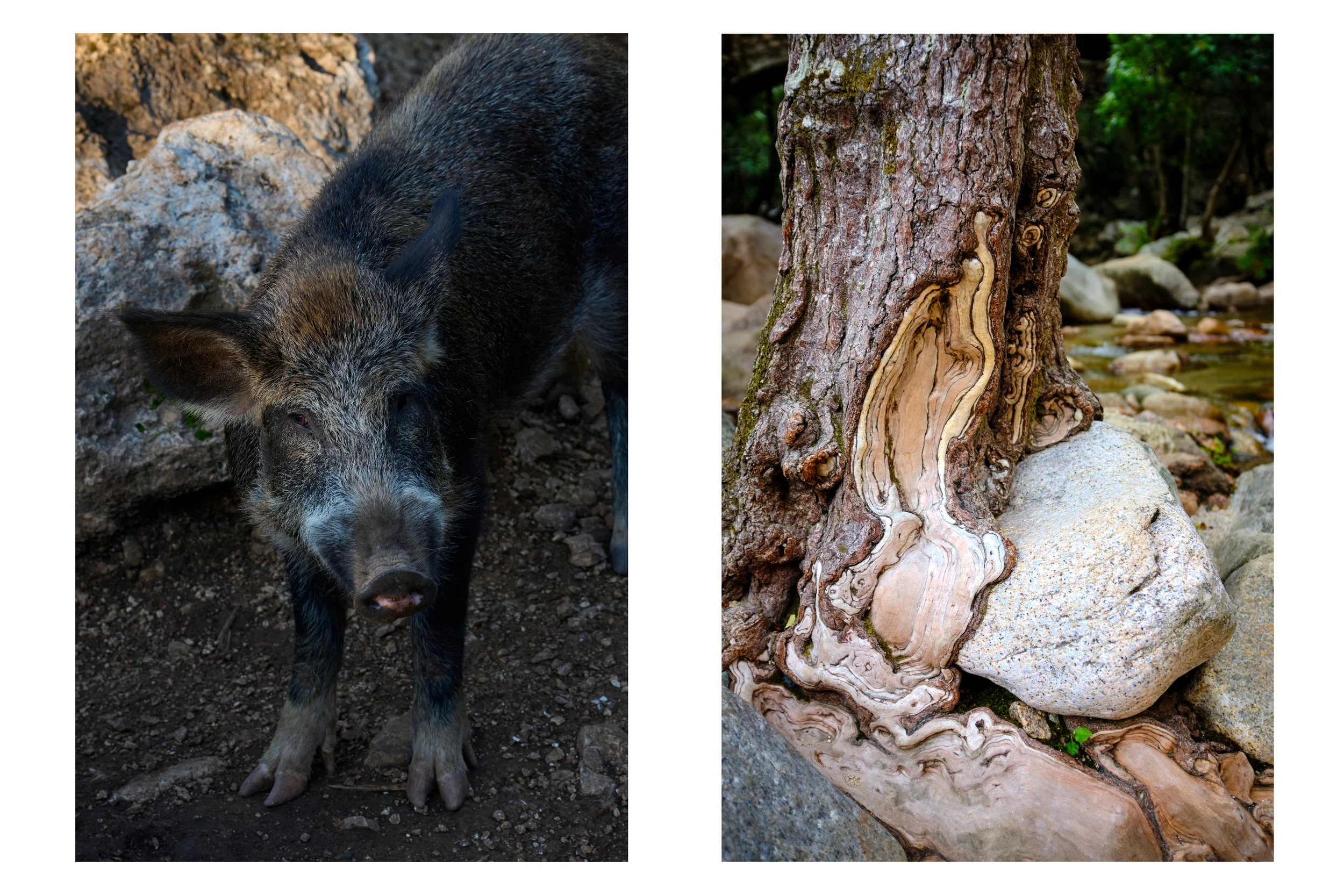 Porc de Kefalonia et et arbre de Corse