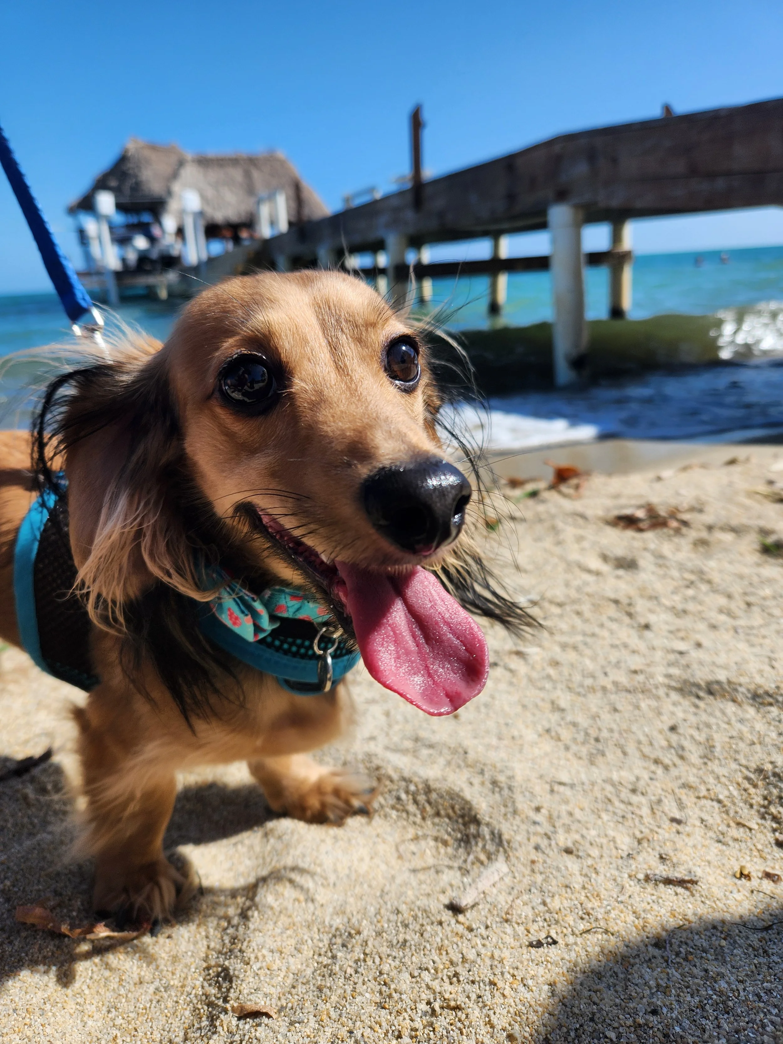 Happy dachshund dog on sandy beach with pier and overwater cottage in the background, blue sky, and ocean waves.