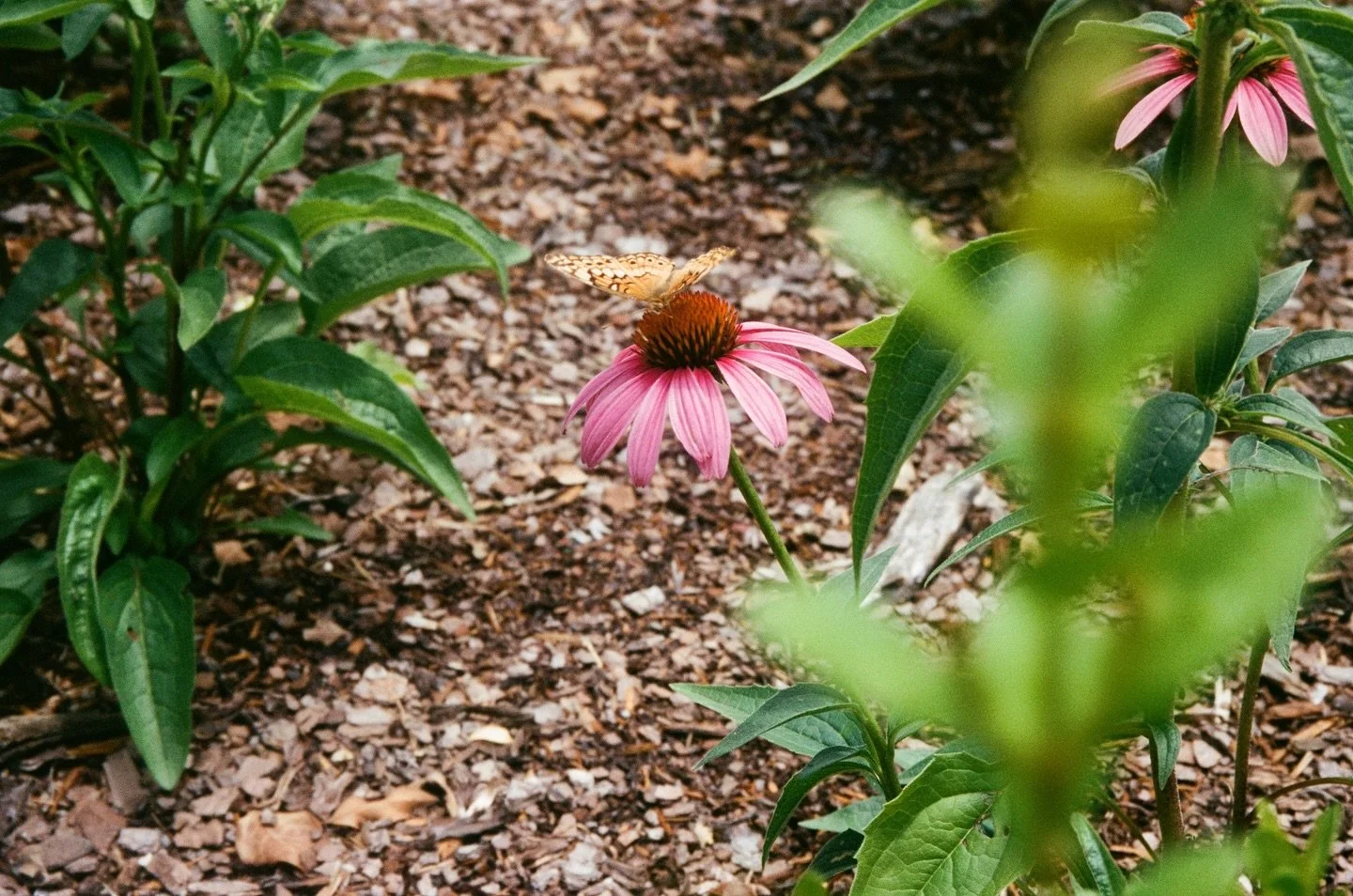 A few favorite frames from a beautiful wedding day at Howe Farms &mdash; captured on a mix of film and digital. There&rsquo;s something special about blending both mediums. Film brings that soft, nostalgic texture while digital allows me to document 