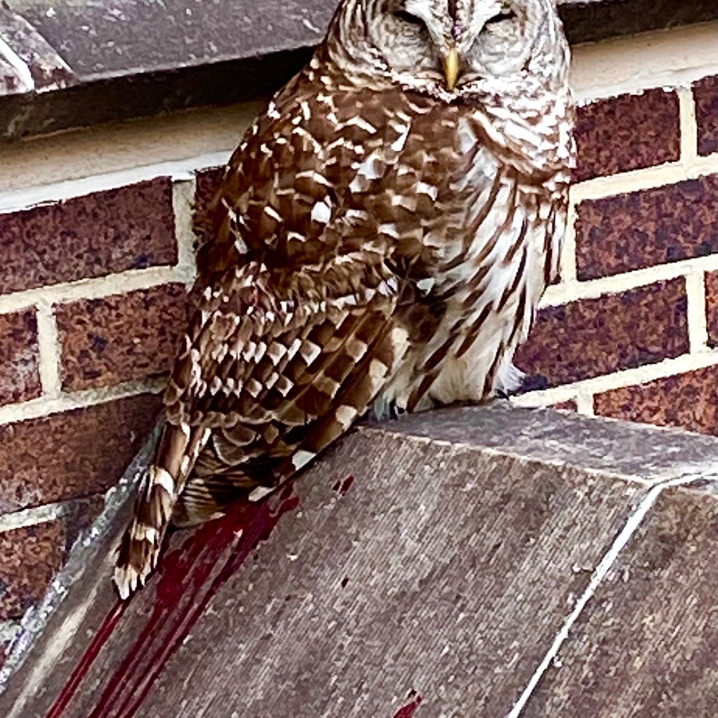 This beautiful owl was found hurt at the church during the coldest days of February. It was rescued, cared for and then released back in the area.