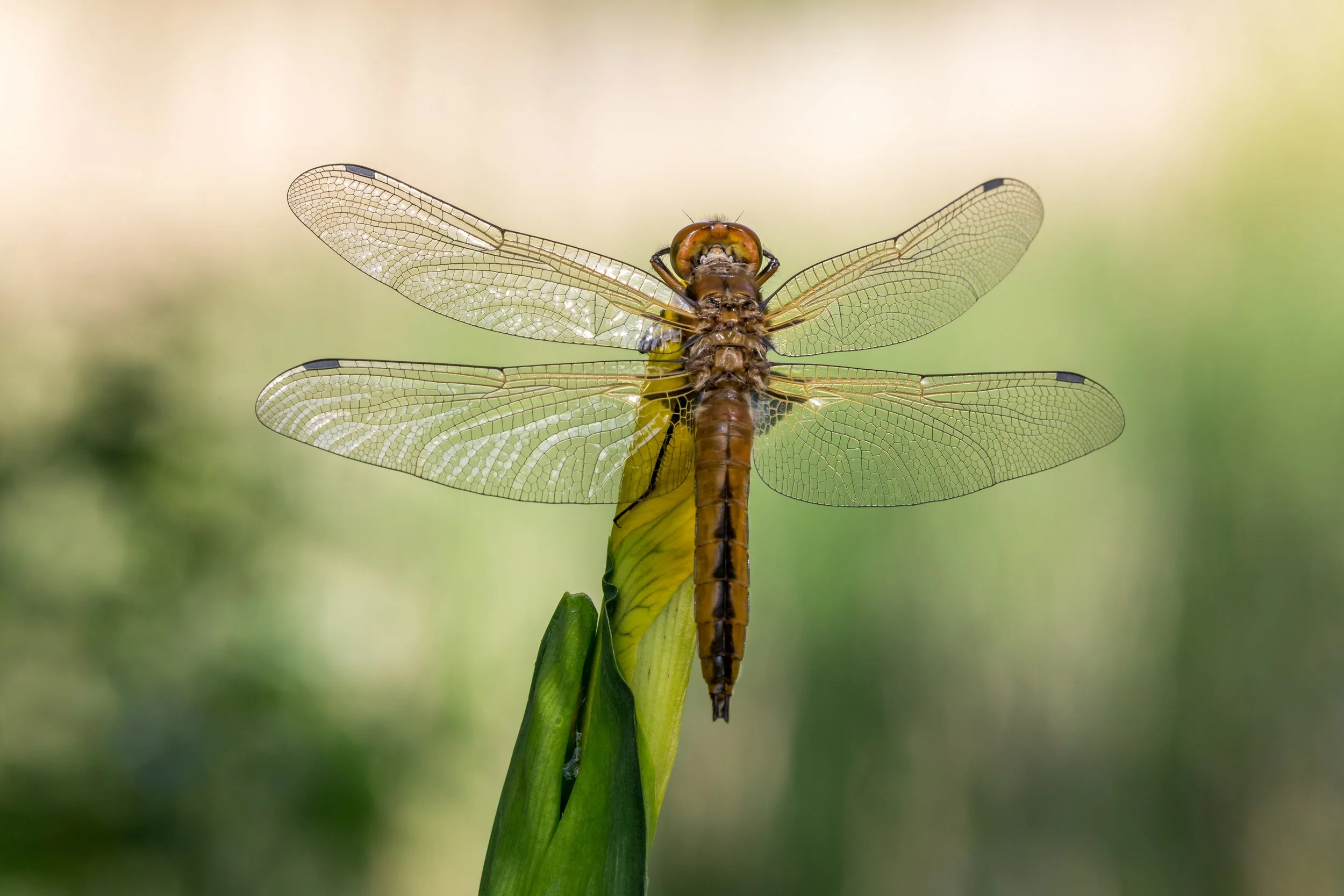 IMG_2017_01315_3341_Drying Wings II.jpg