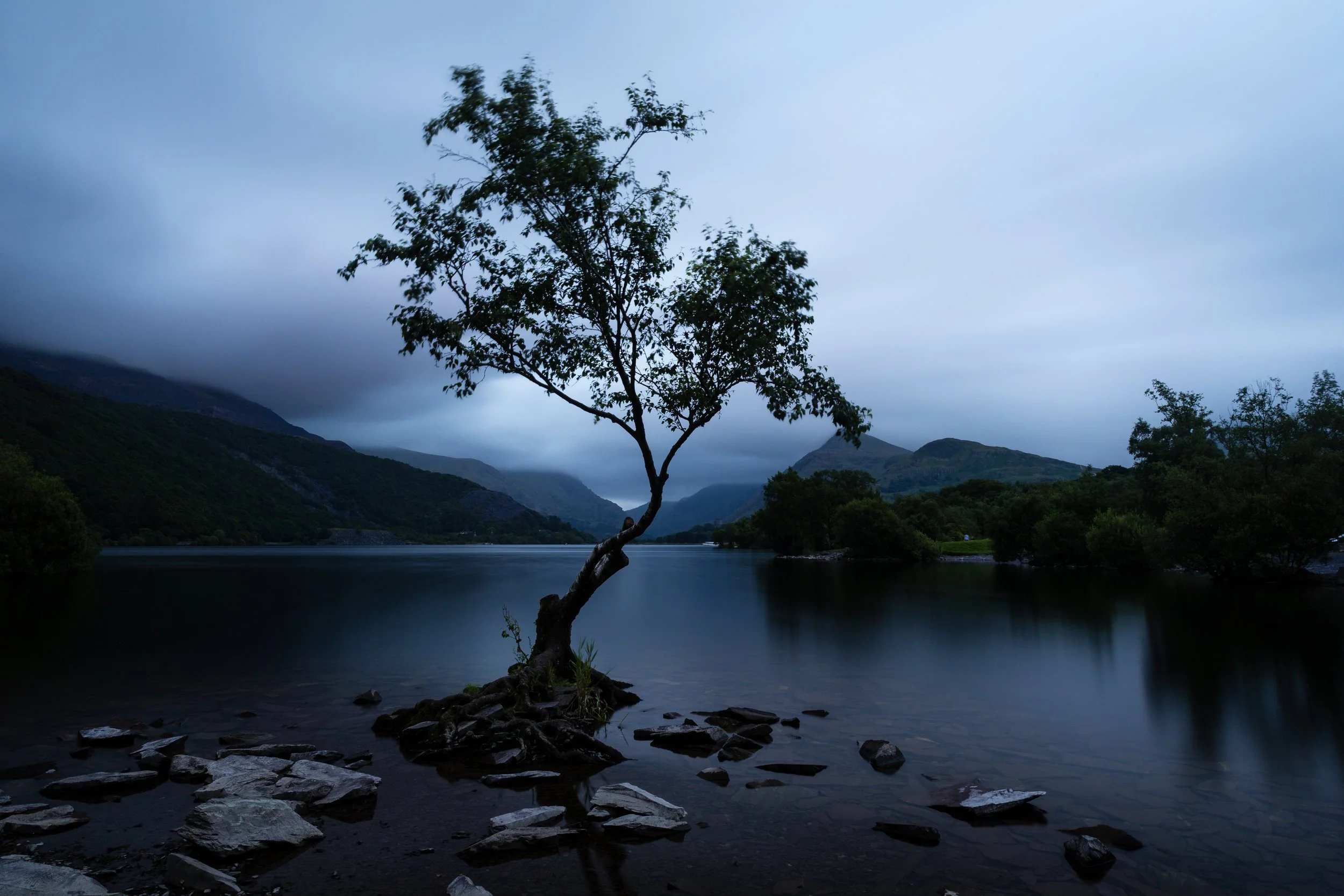 IMG_2016_01424_The lone tree of Llyn Padarn.jpg