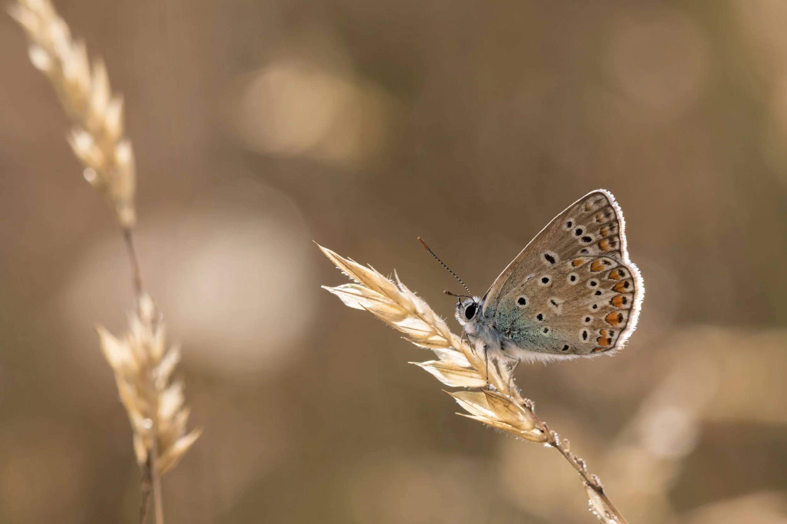 IMG_2015_02409_Common Blue.jpg