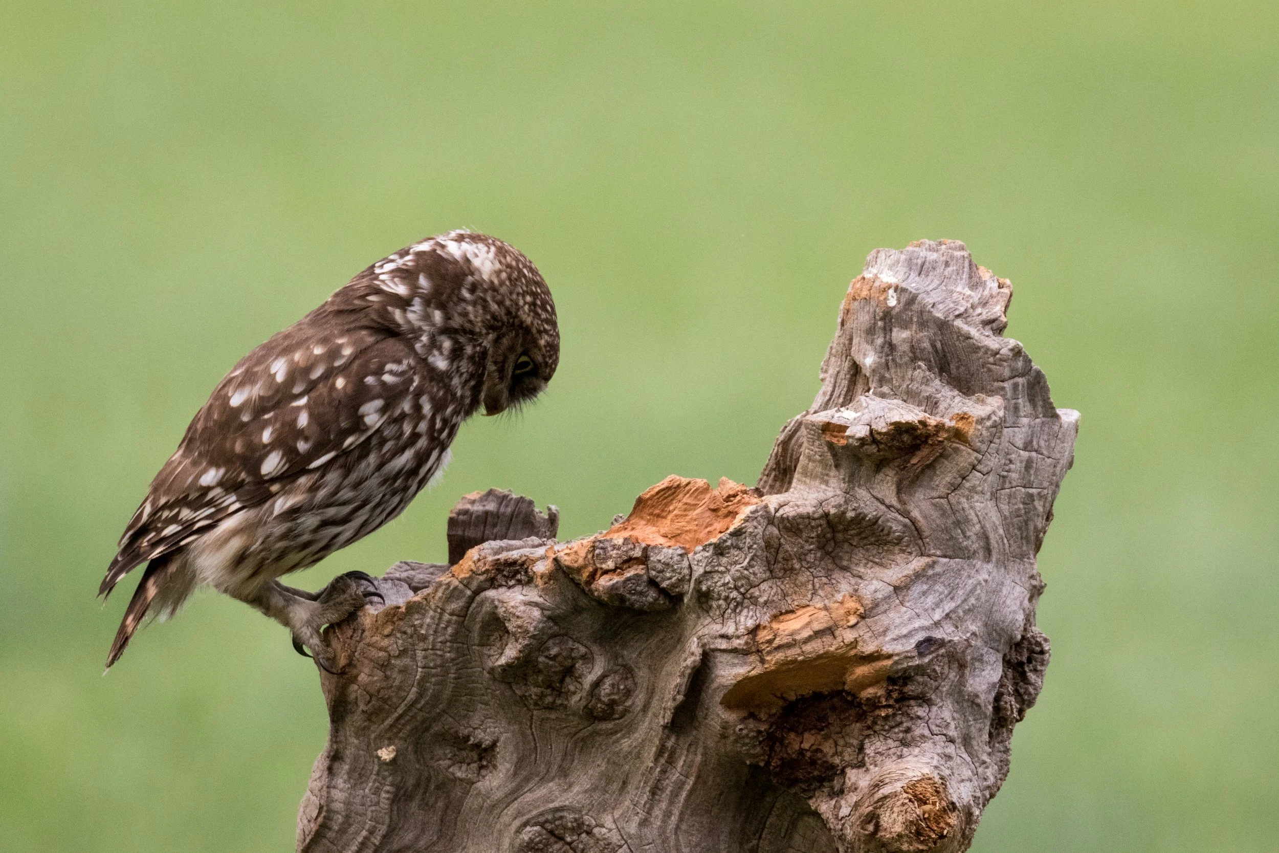 IMG_2017_02091_0658_Little Owl - Food-.jpg