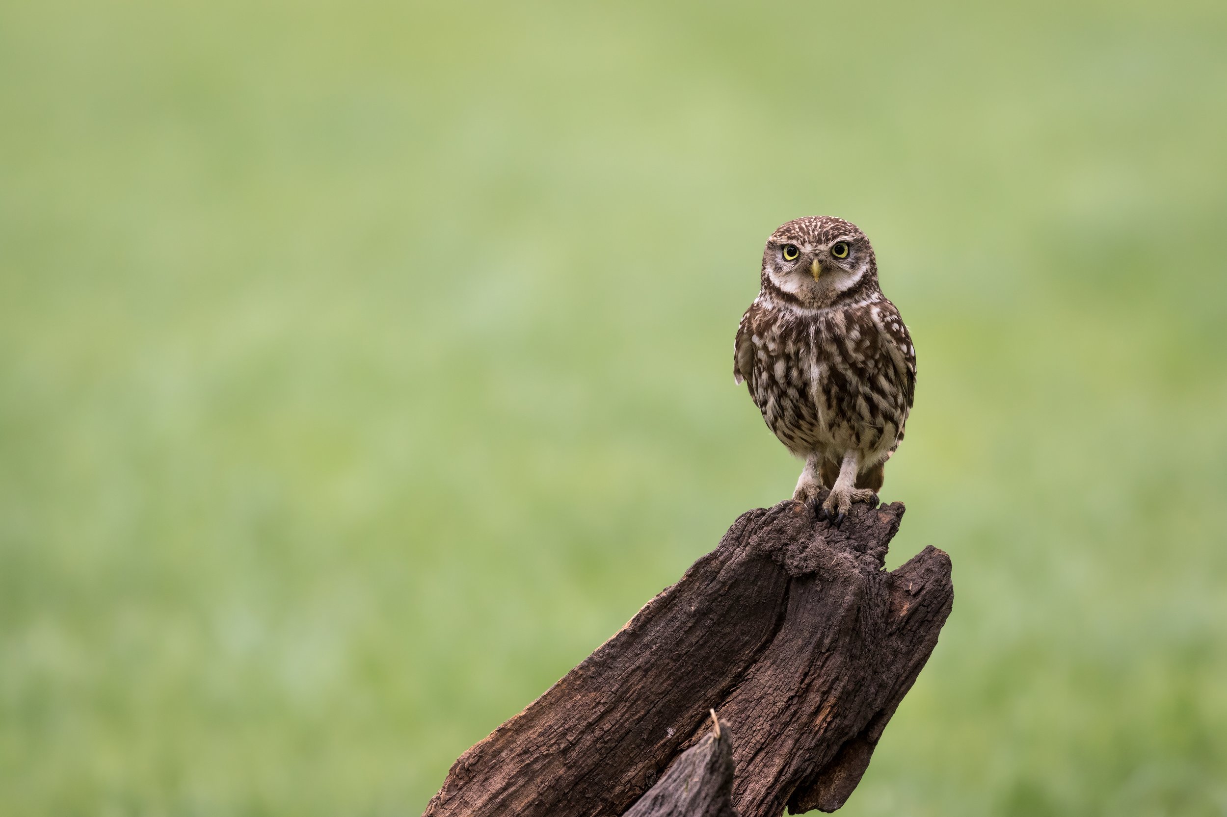 IMG_2017_01908_0475-Edit_Little Owl.jpg