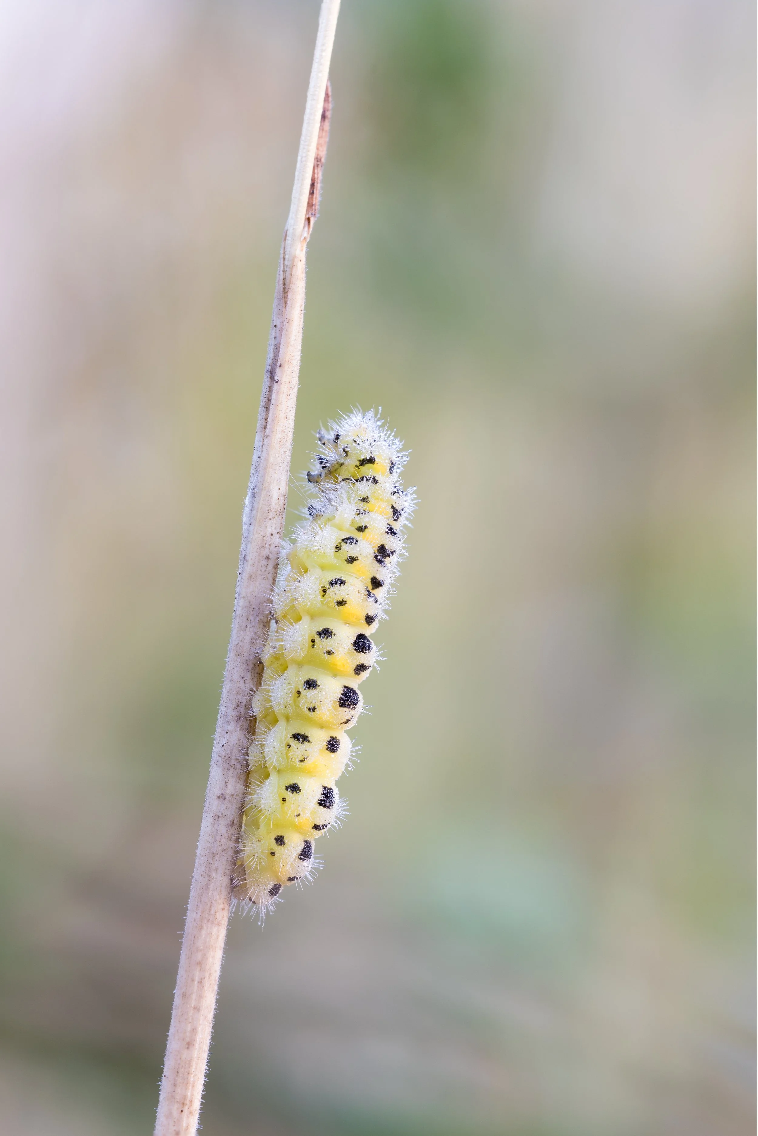 IMG_2015_02373-Edit_Six-spot burnet caterpillar I.jpg