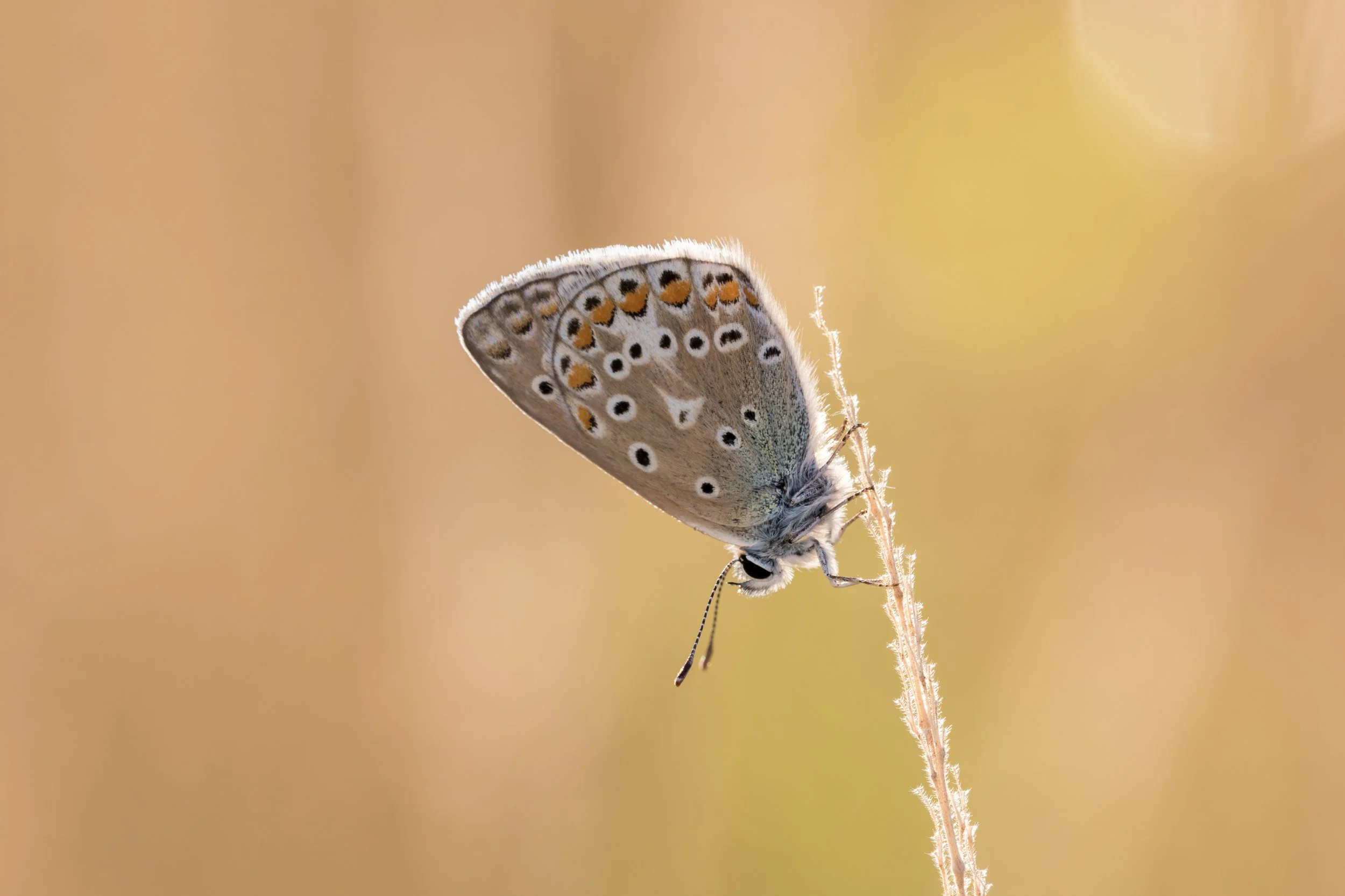 IMG_2015_02382_Common Blue.jpg