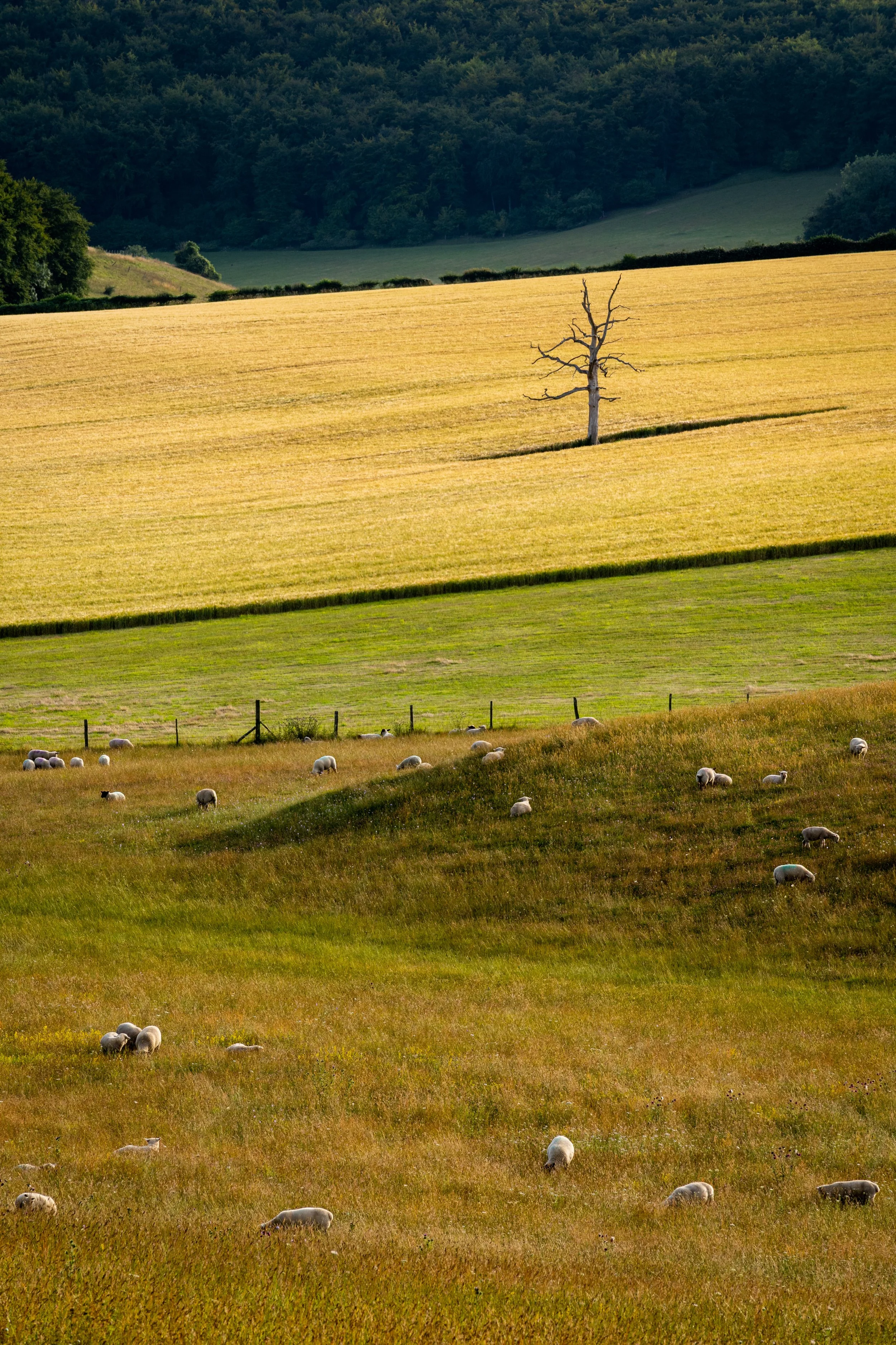 IMG_2018_00553_00038_Verrine of sheep and grain.jpg