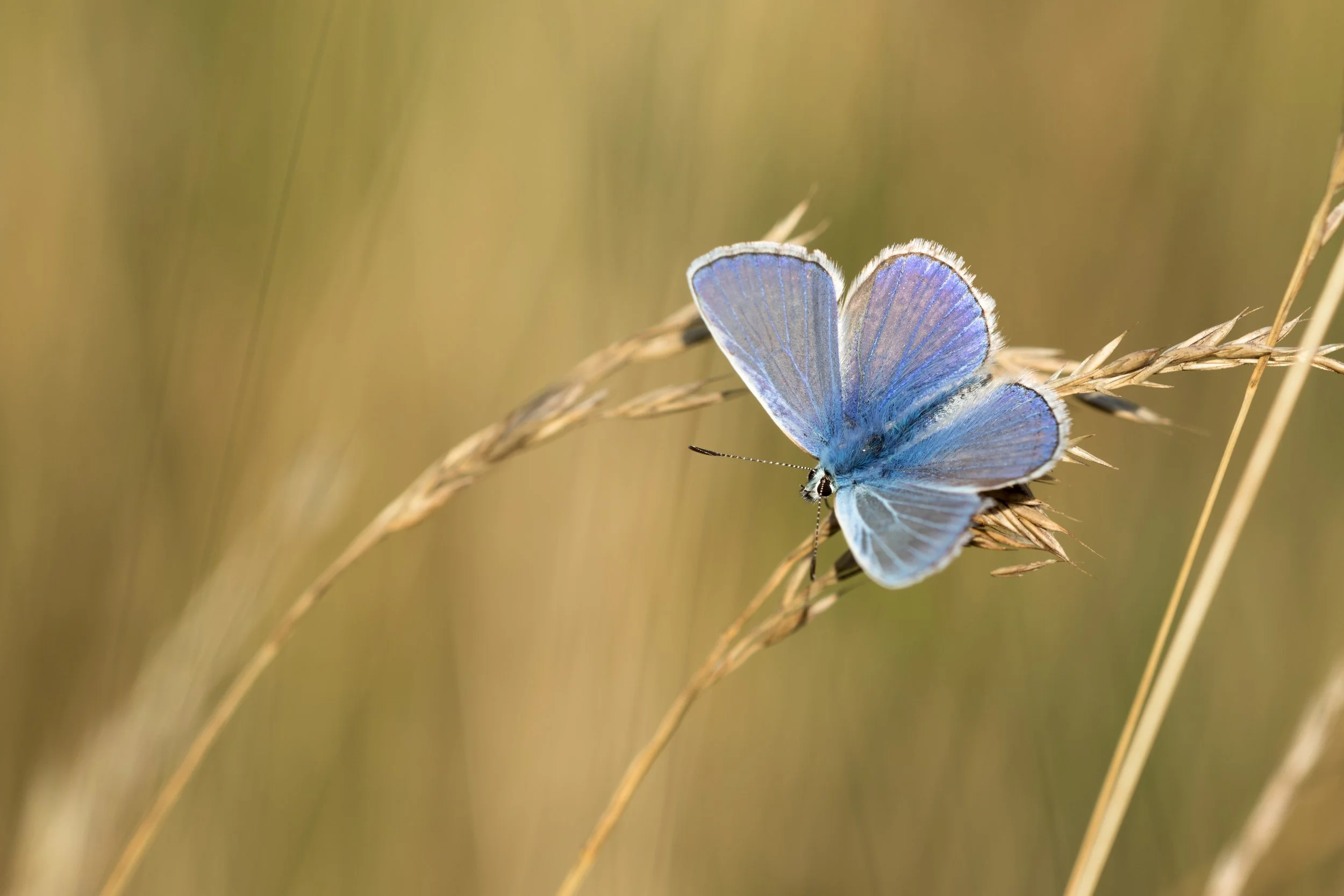 IMG_2015_02399_Common Blue.jpg