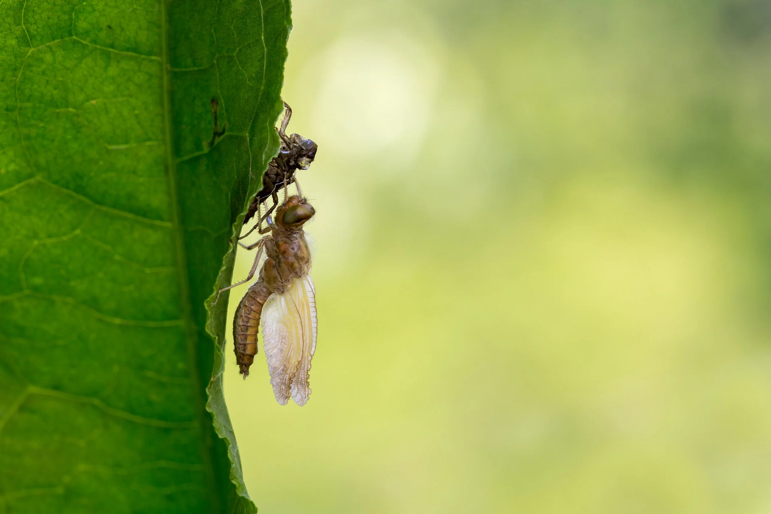 IMG_2017_01275_3301_Unfolding Wings I.jpg