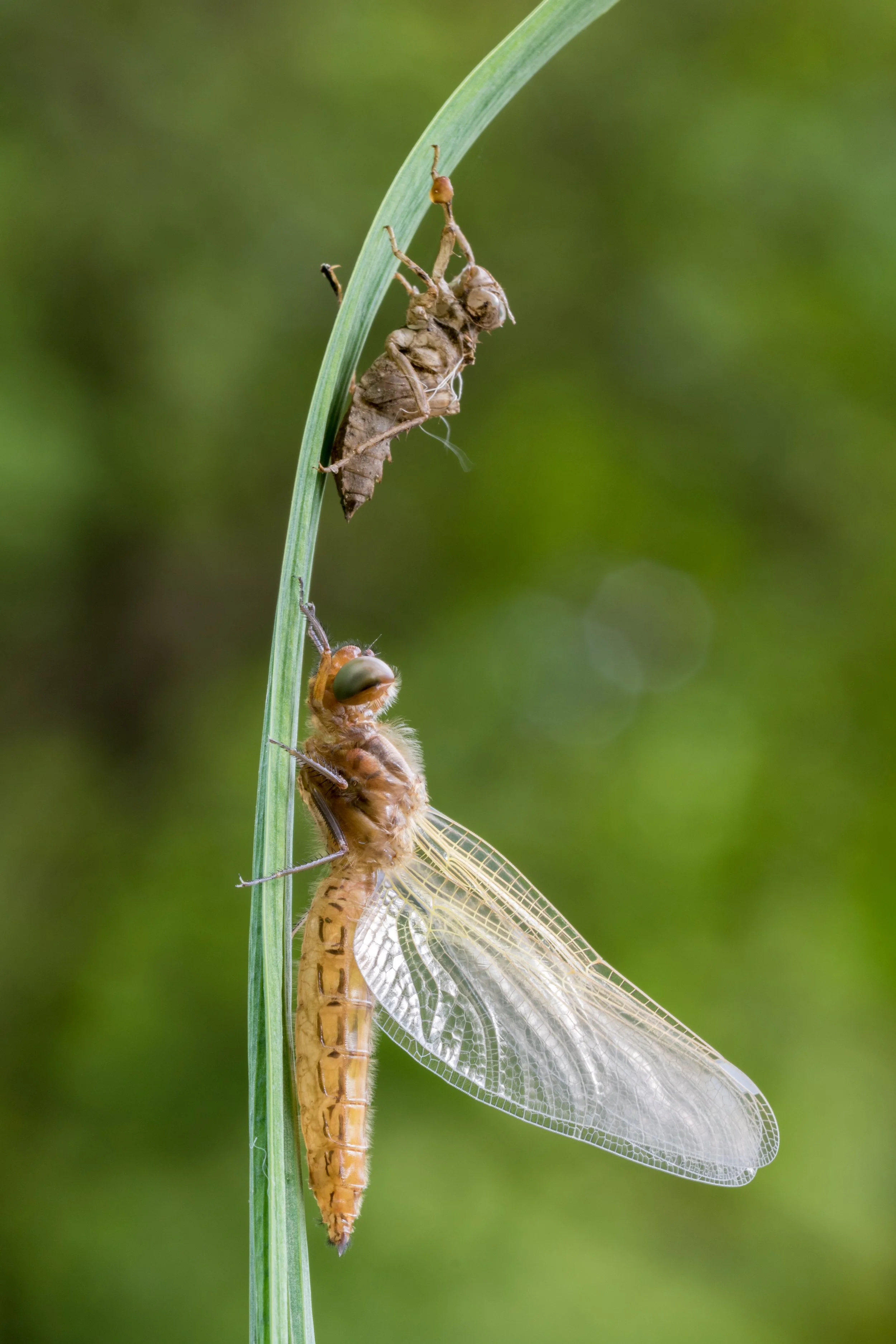 IMG_2015_01870_Just hatched.jpg