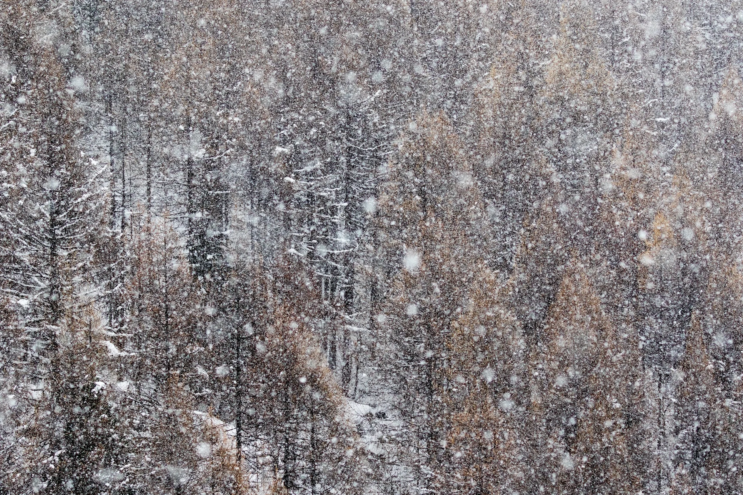 IMG_2016_03323_6878_Pine trees through the snow.jpg