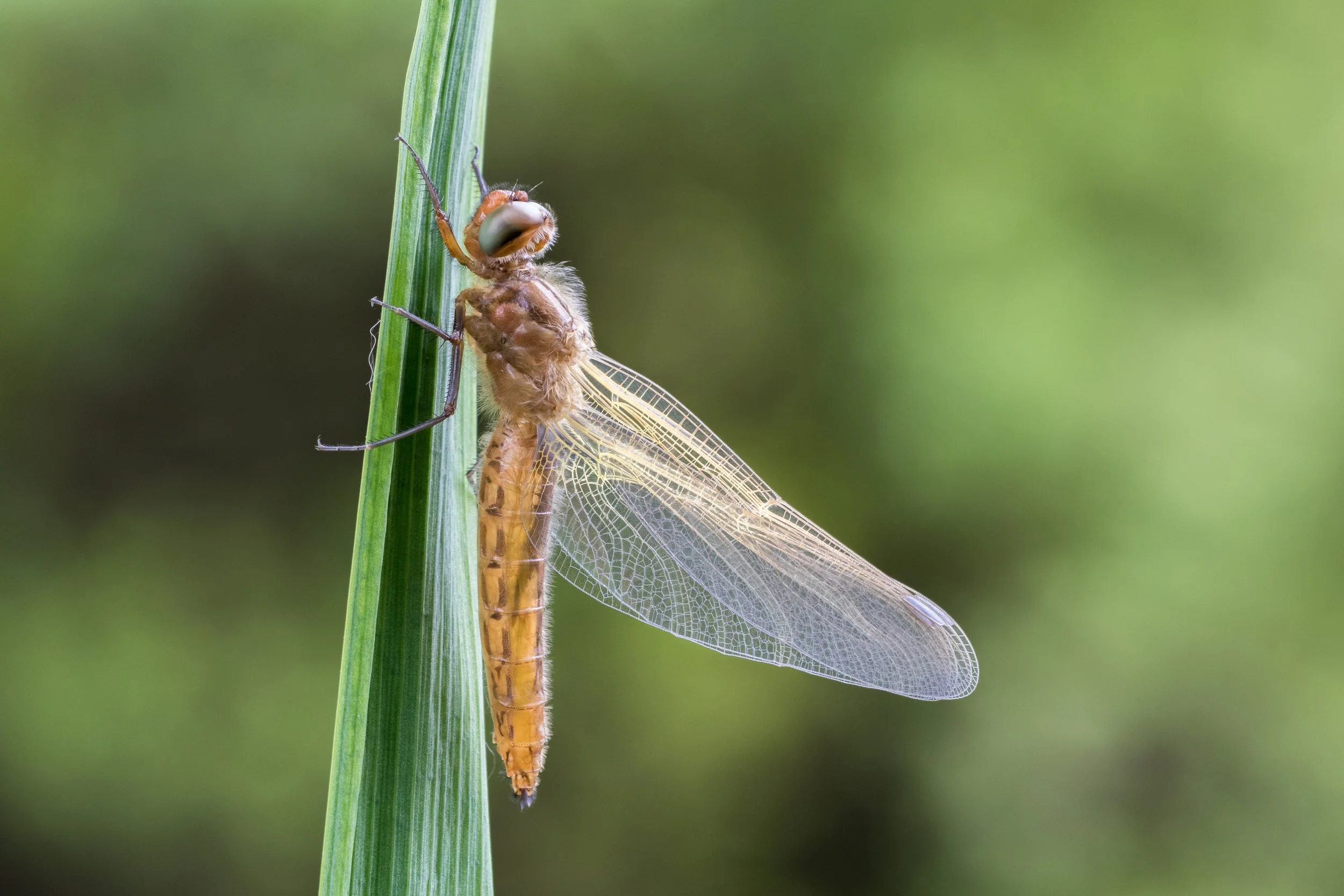 IMG_2015_01905_Drying his wings.jpg