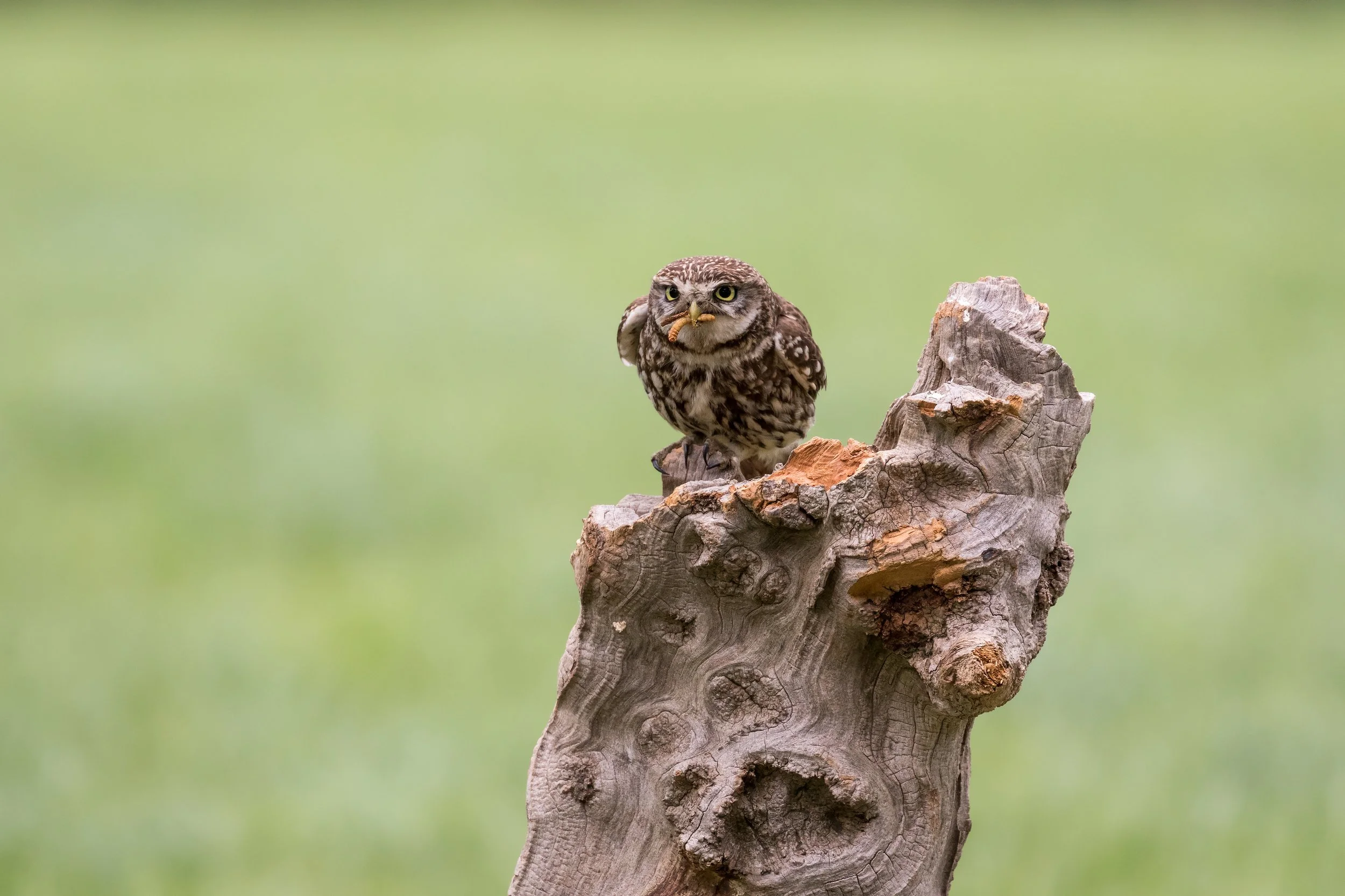 IMG_2017_01929_0496-Edit_Little Owl - Feeding Time.jpg